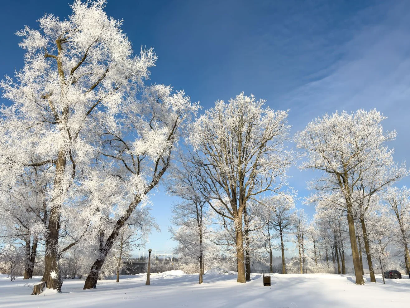 winter trees in a park with snow covering branches Ottawa winter