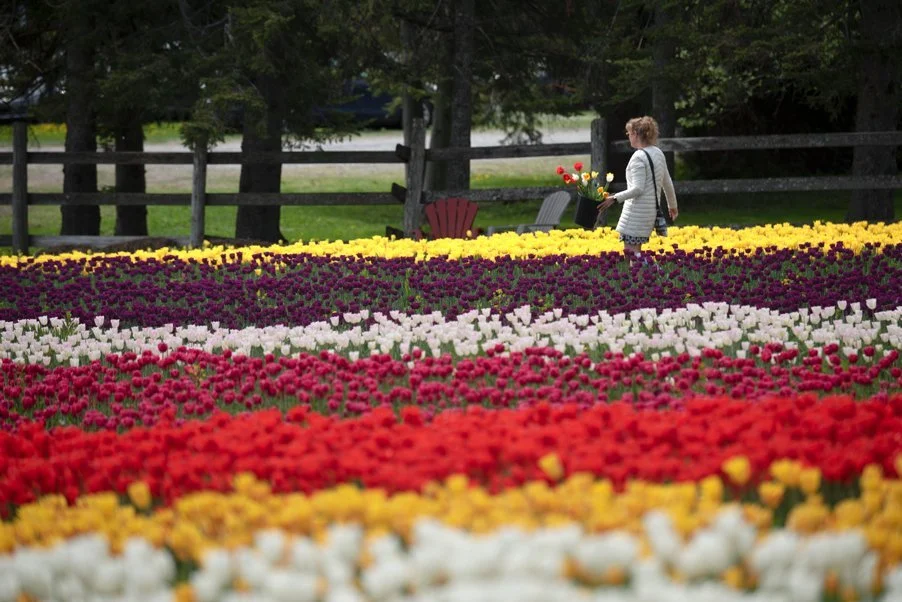 Spring in Ottawa; 7 Cool Ideas for a Getaway in the Capital — Project ...