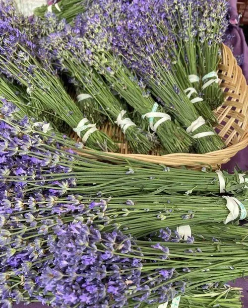 Basket of lavender St Jacobs Market Ontario
