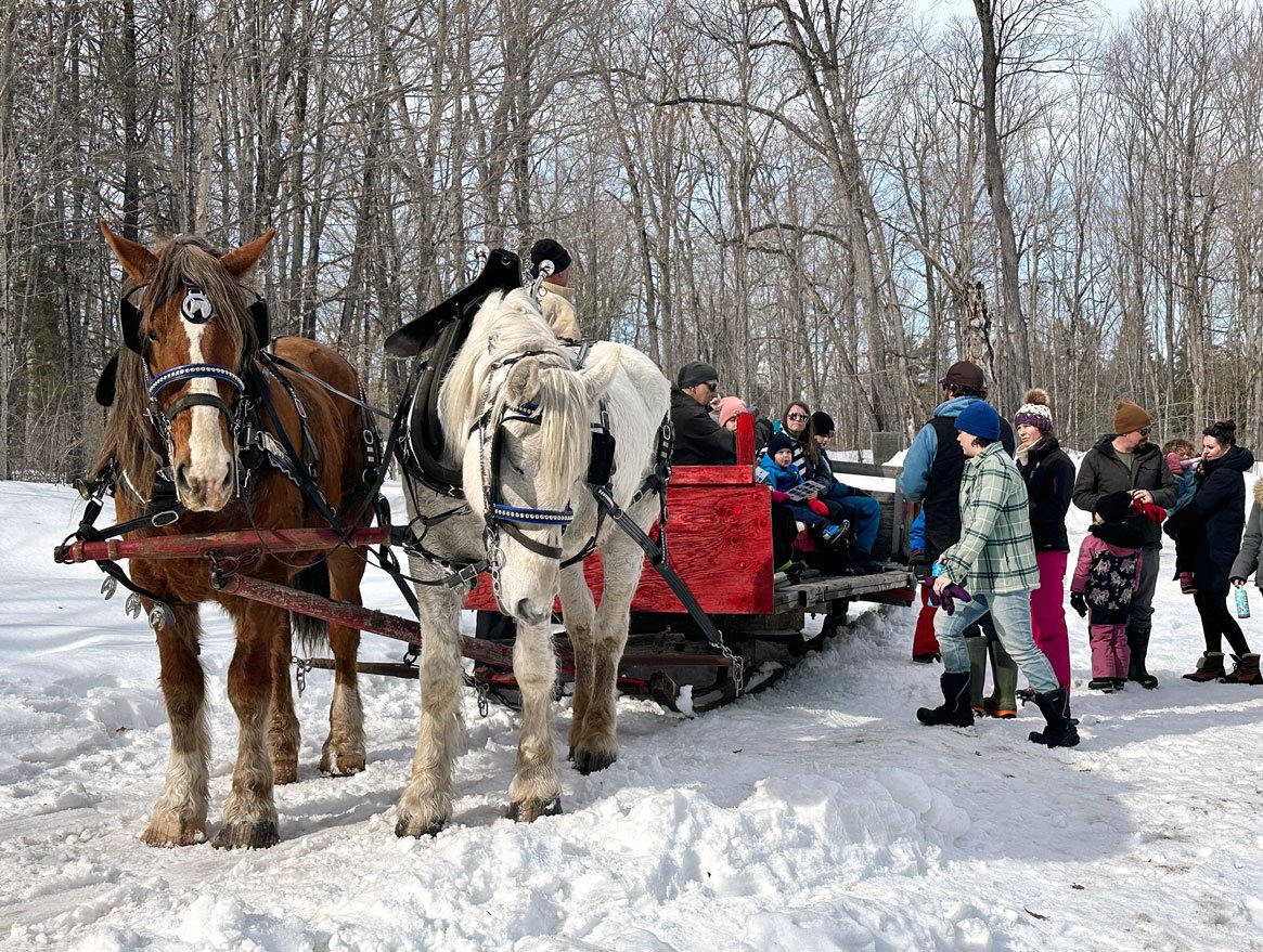 two horses pulling horse-drawn sleigh with people riding on back Fulton's Sugar Bush Lanark County Ontario maple syrup season