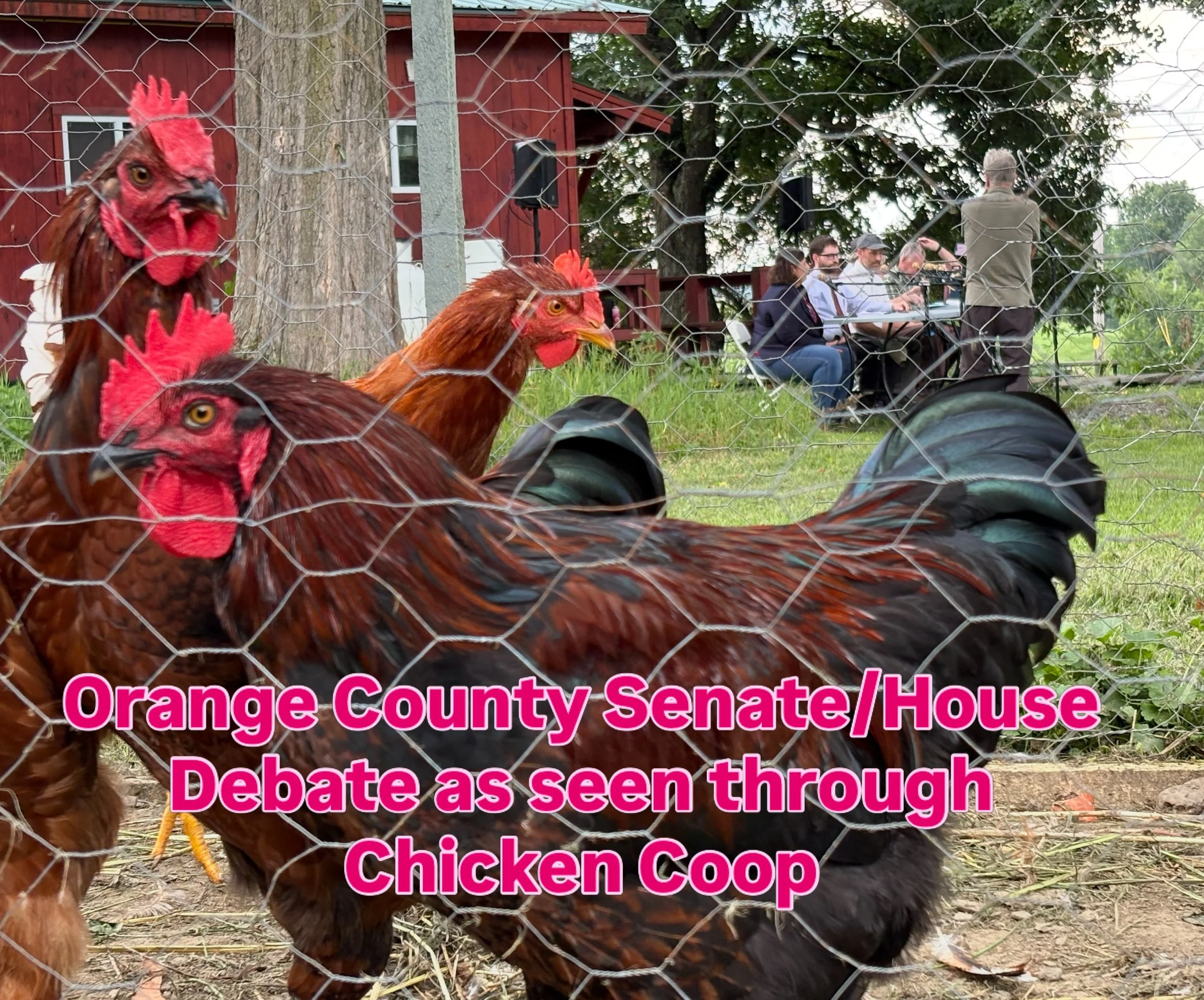 Yesterday's candidate debate in Randolph at @poulinanddaughtersfamilyfarm was a real treat. Nothing like roosters crowing to add a little levity to otherwise heavy issues @ellis9262