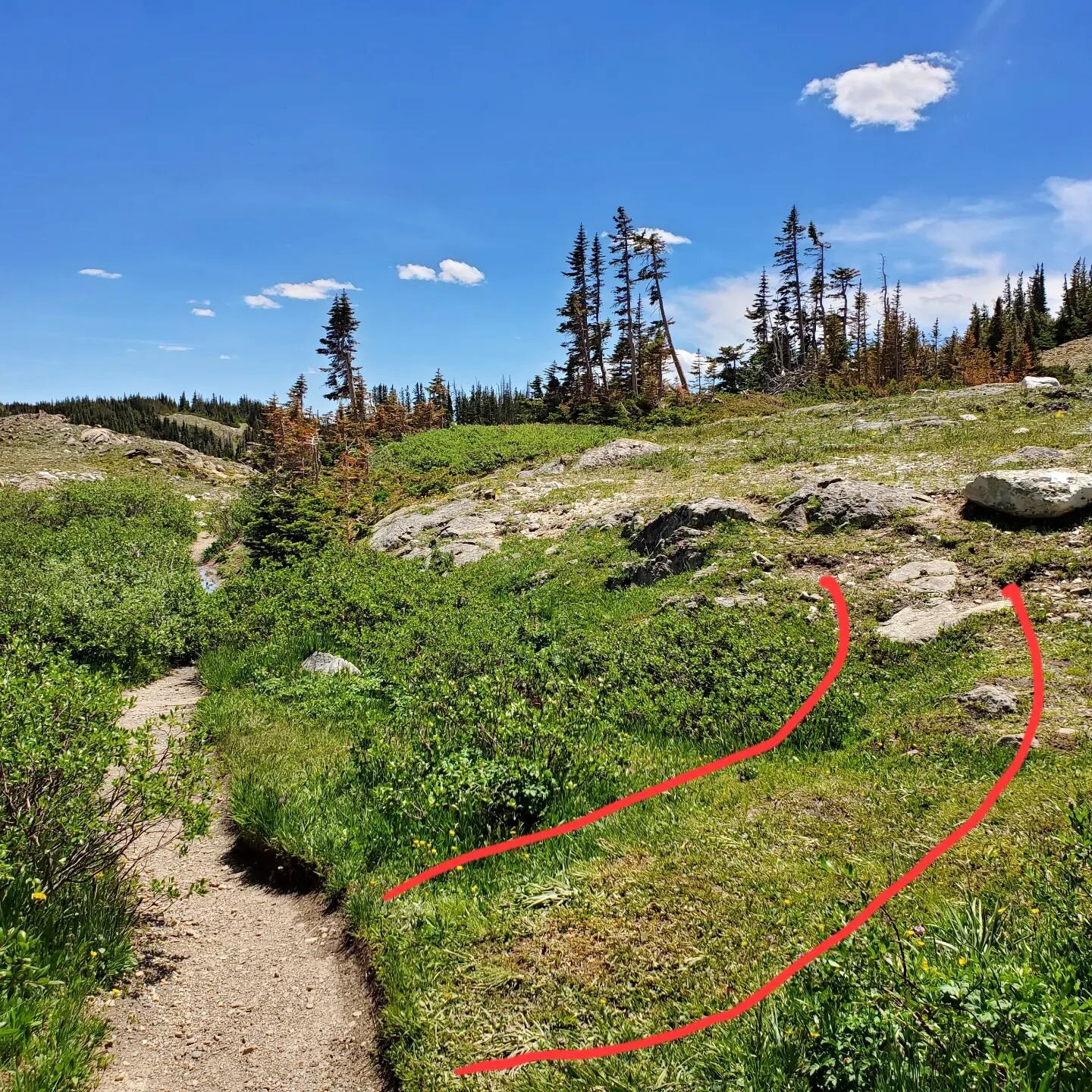 🛑 Stick to the trail, especially in sensitive areas like this alpine environment. The red lines in the photo mark where people are venturing off trail, and you can see where the vegetation has been damaged. This may be due to a once muddy trail peop