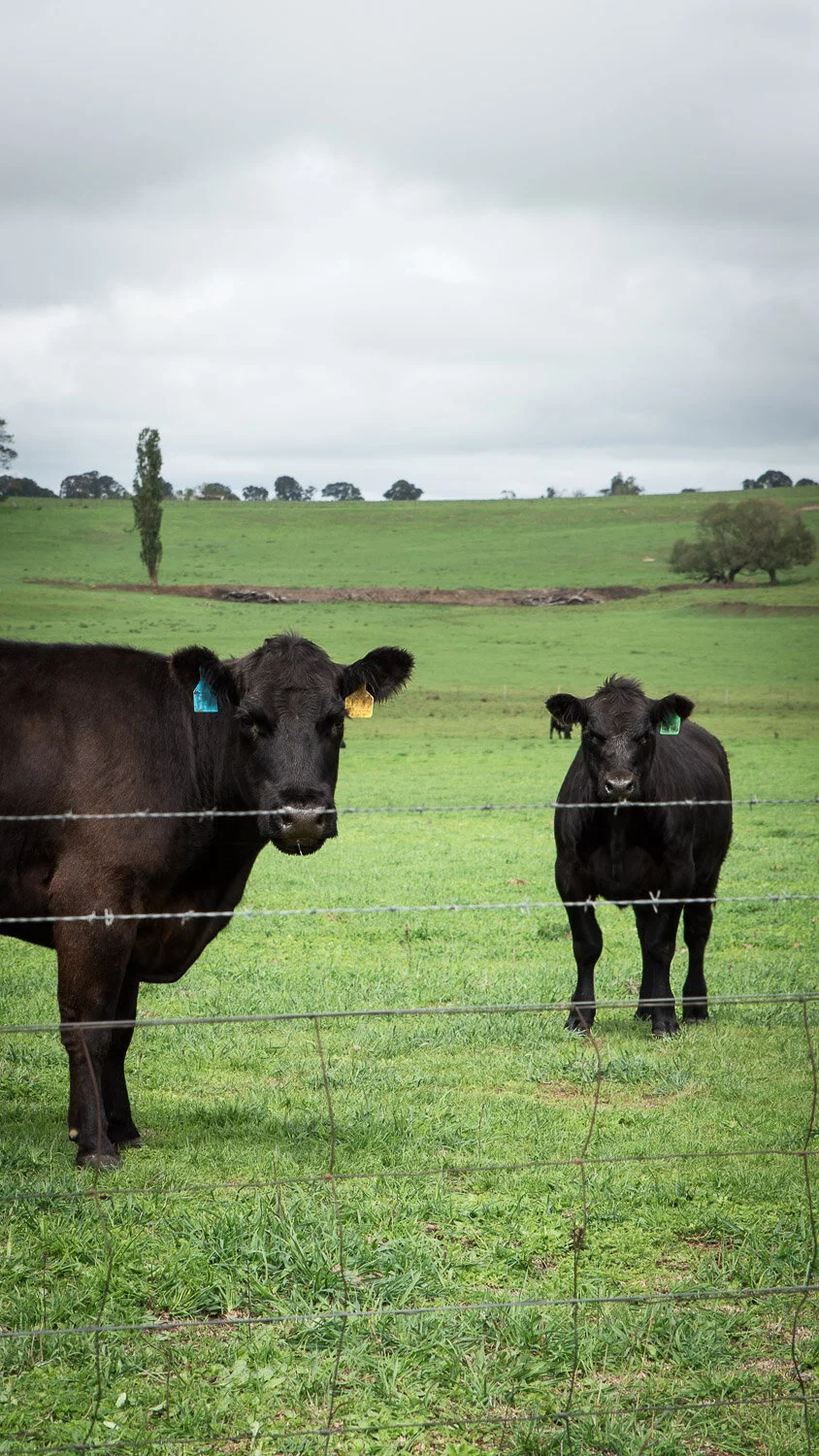 Taralga Farm Cows
