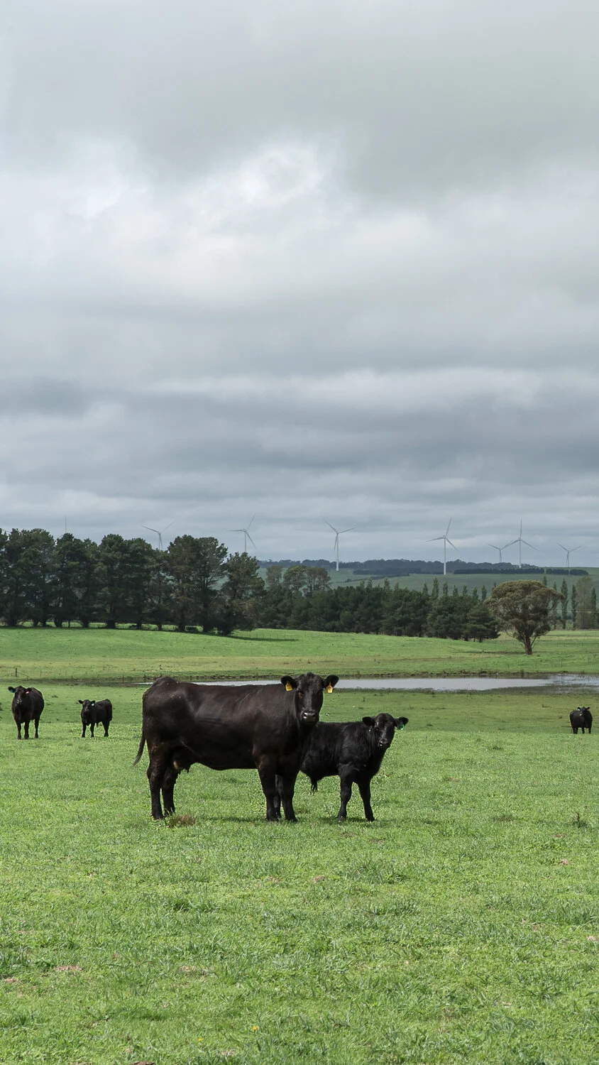 Taralga Farm Cows