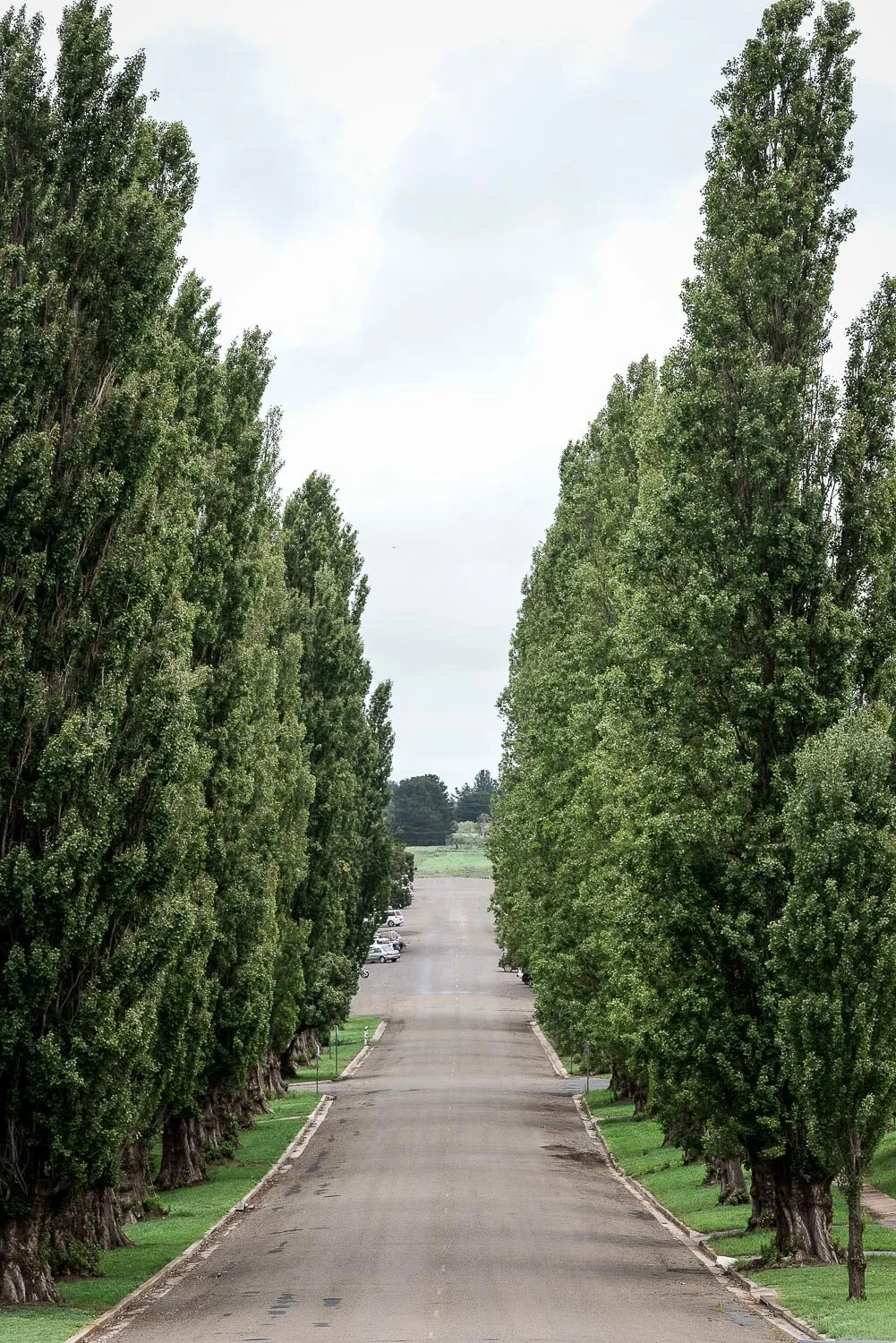 Main Street of Taralga Poplar Trees