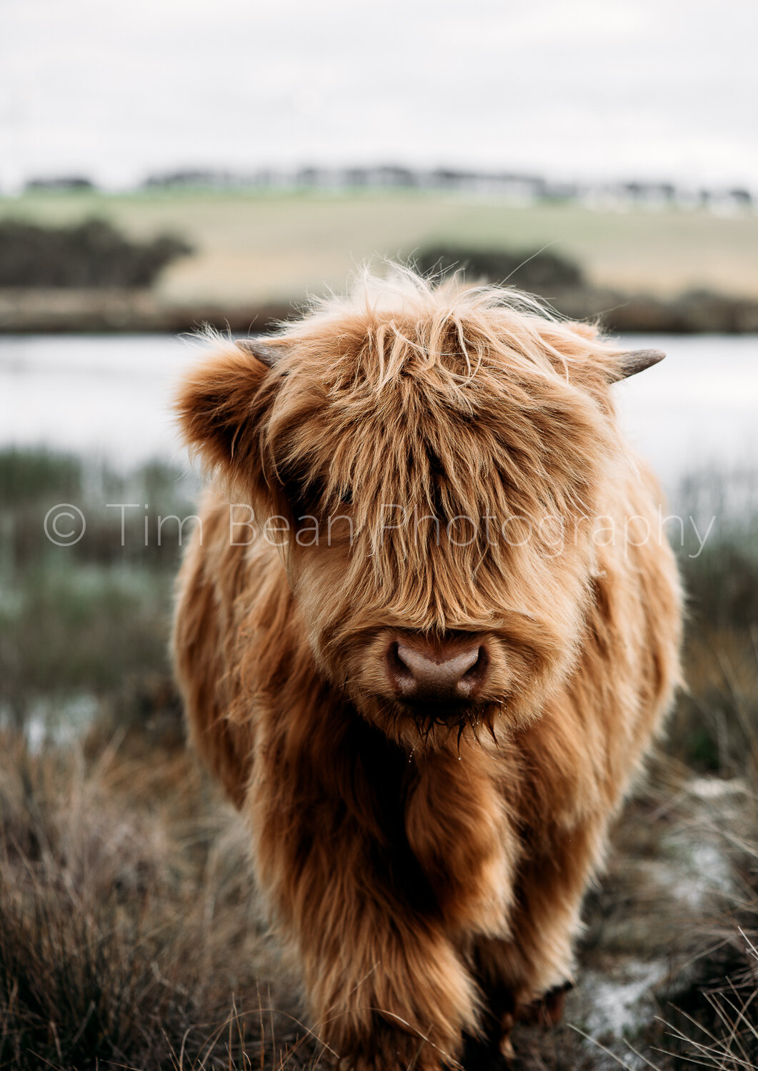 Highland cows with Watermark WEB-3.jpg