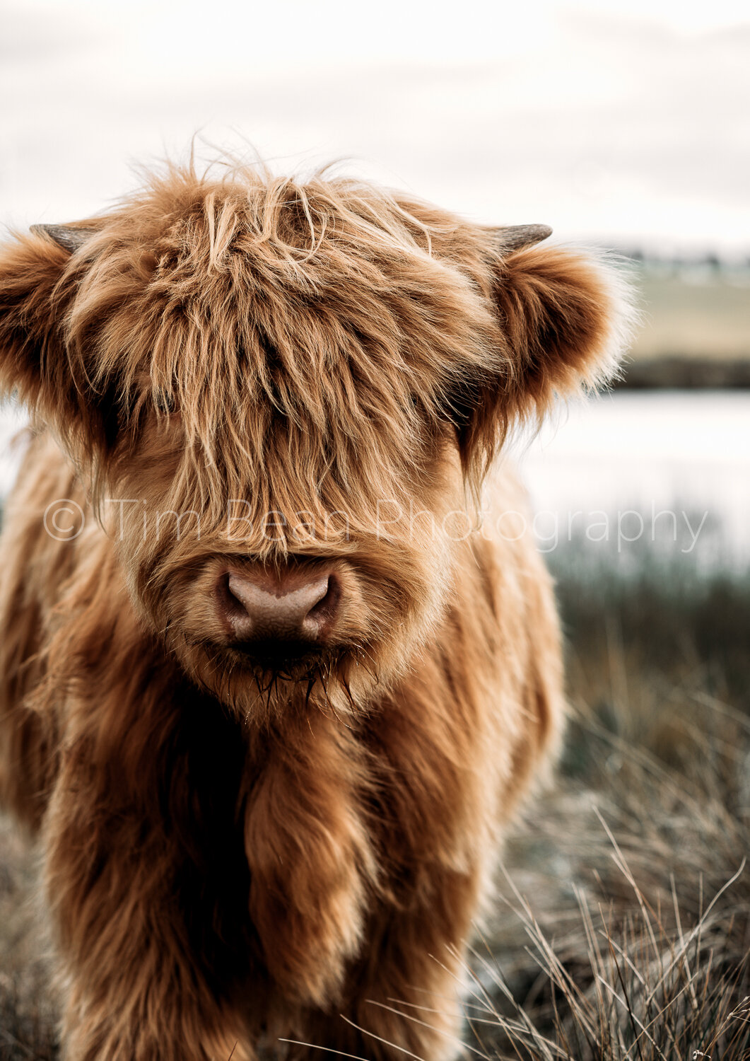 Highland cows with Watermark WEB-4.jpg