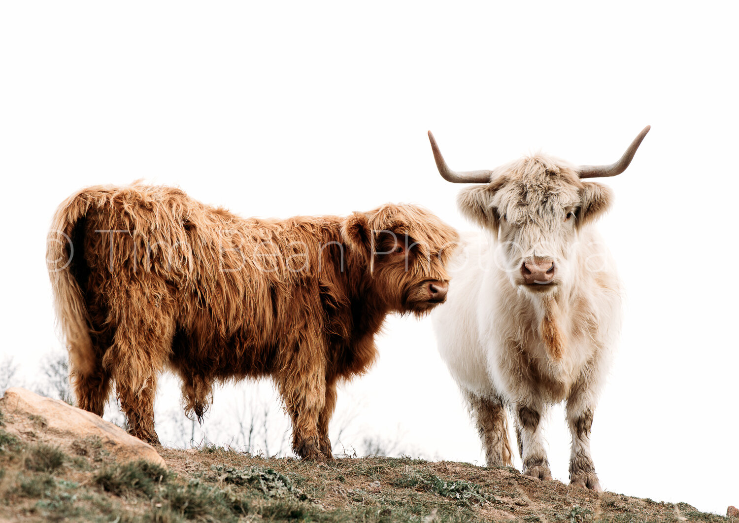 Highland cows with Watermark WEB-14.jpg
