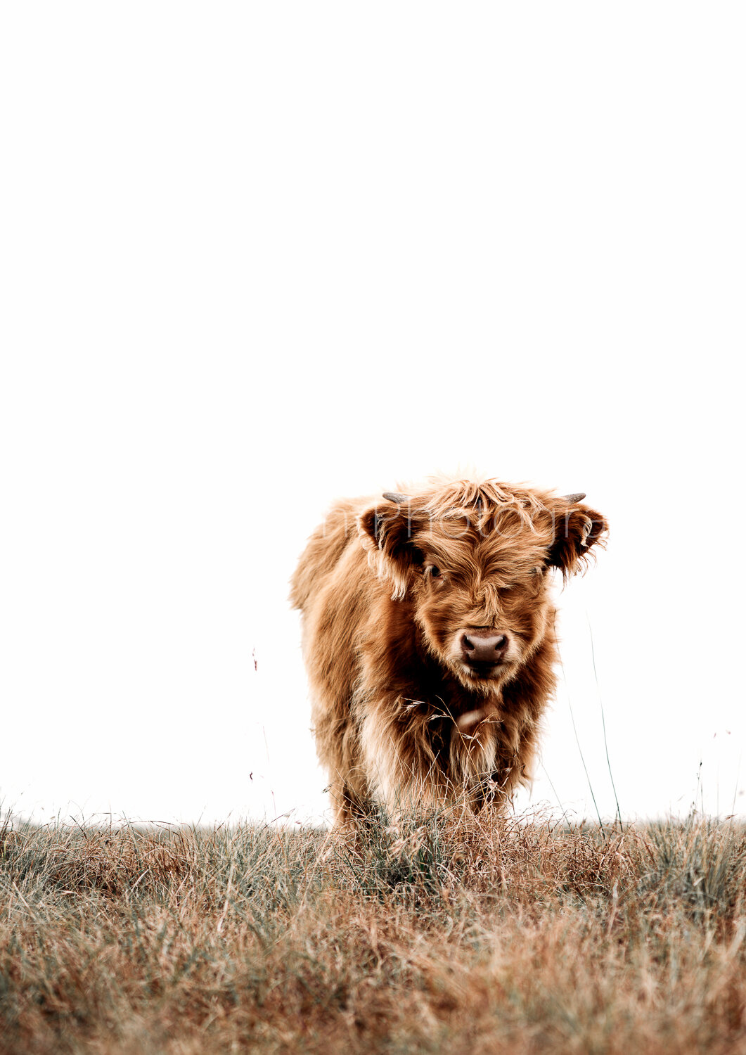 Highland cows with Watermark WEB-10.jpg