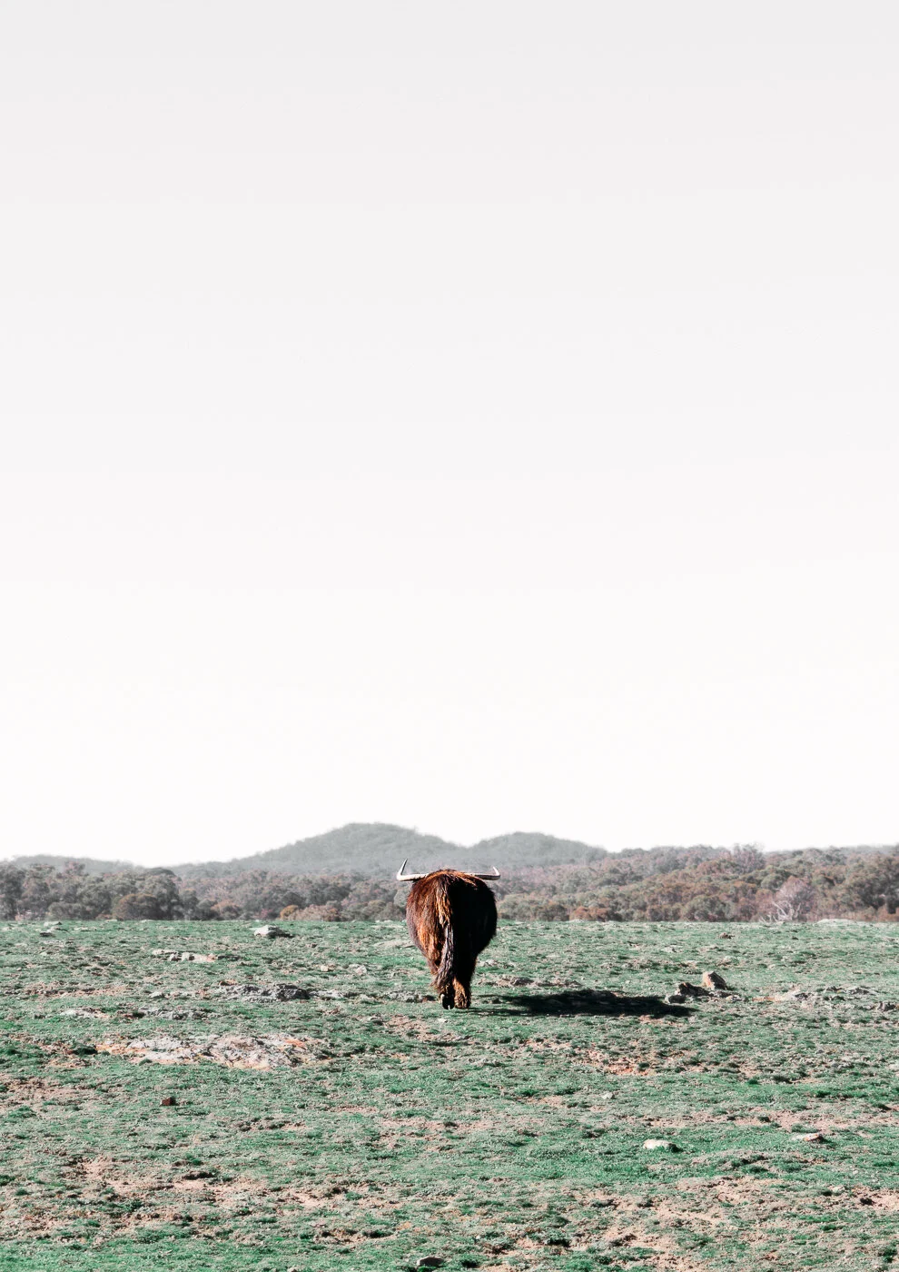Goodbye Cow Print Store Pic.jpg