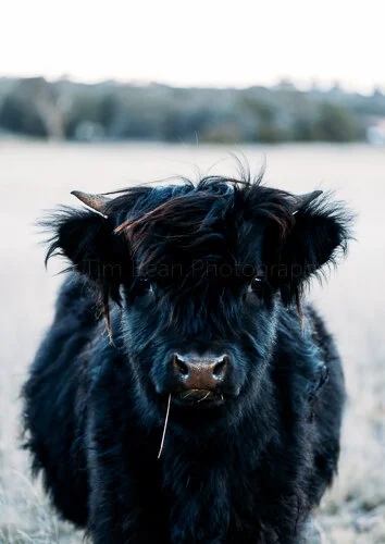 Toby Baby Cow.jpg