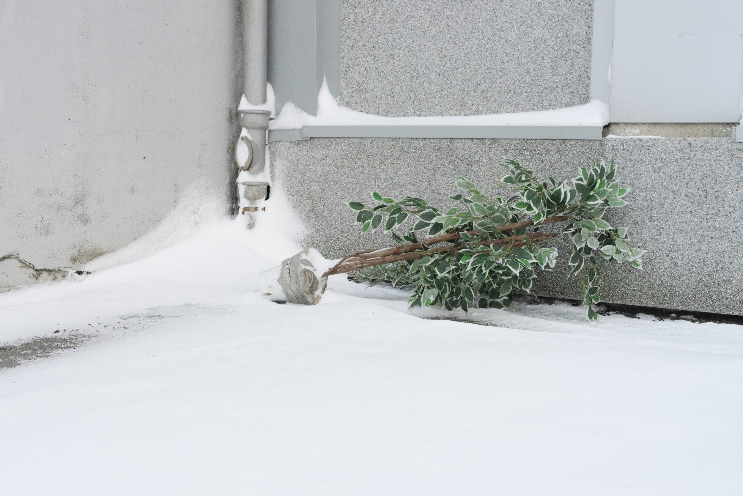 Oda Balke Fjellang - Trondheim
