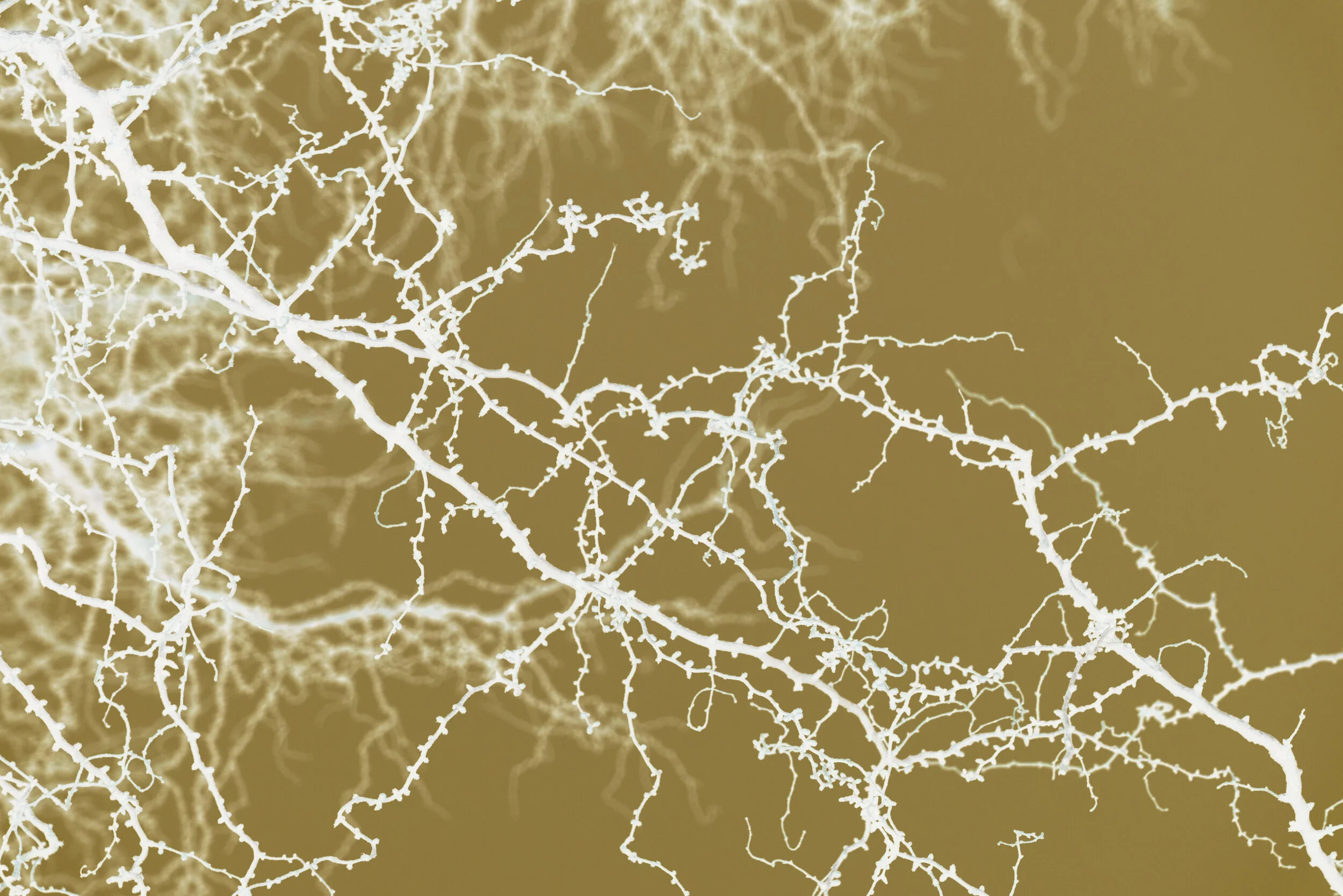 Silje Lerfald - Verdal