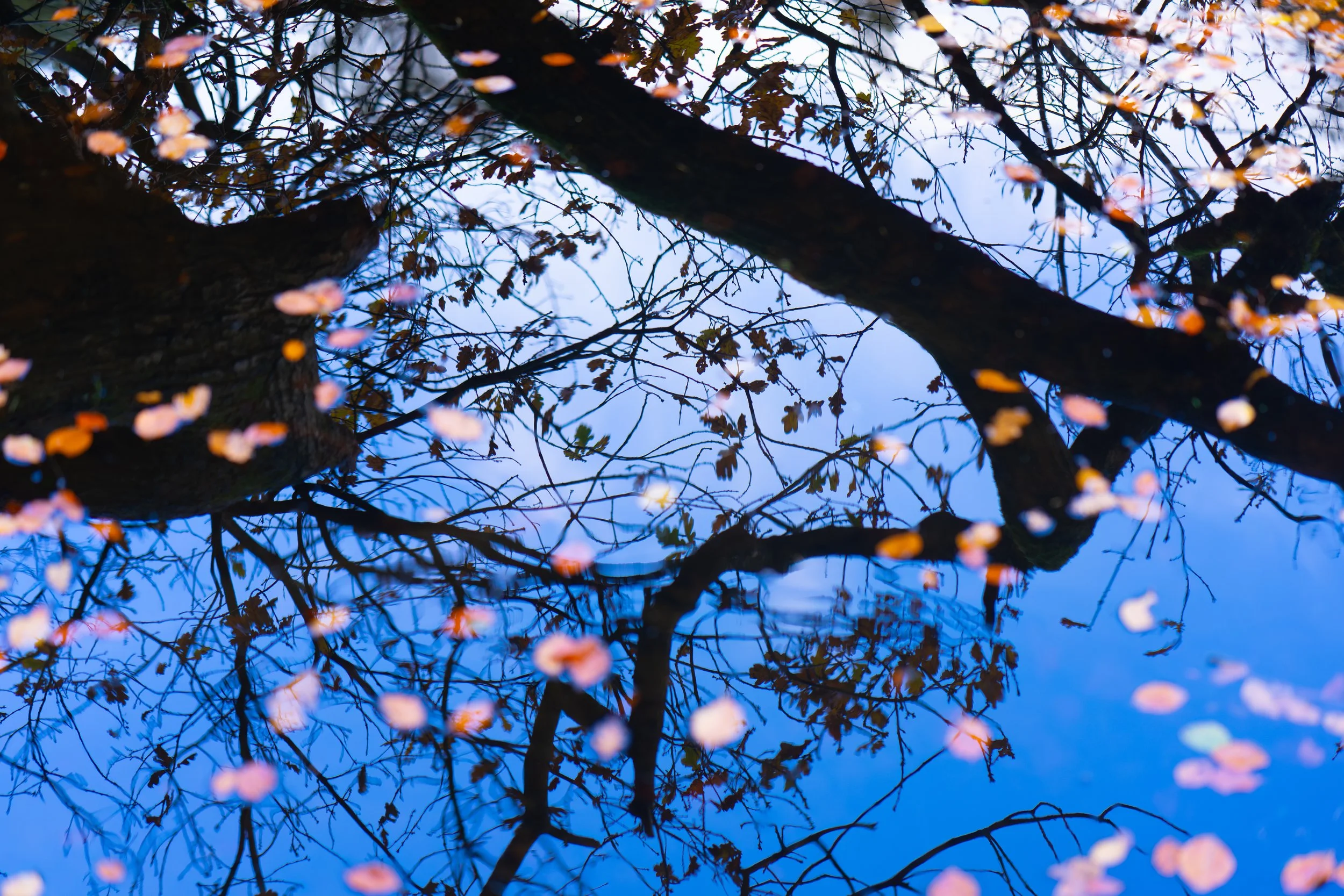 Reflection of a tree with pink and orange leaves on a blue water surface.