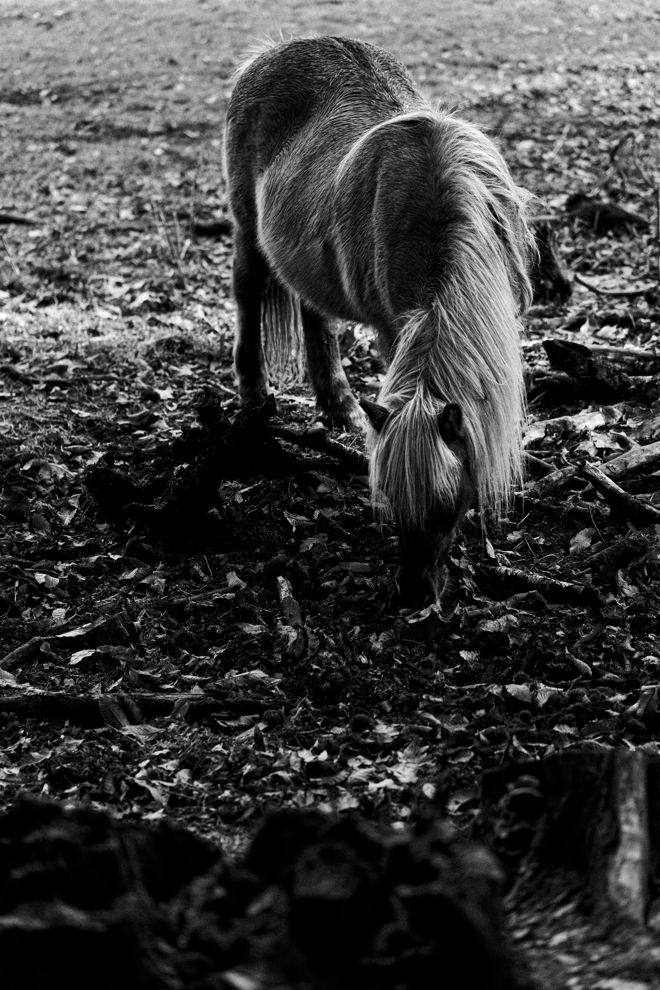 A black and white photo of a horse grazing on the ground, with fallen leaves and branches around.