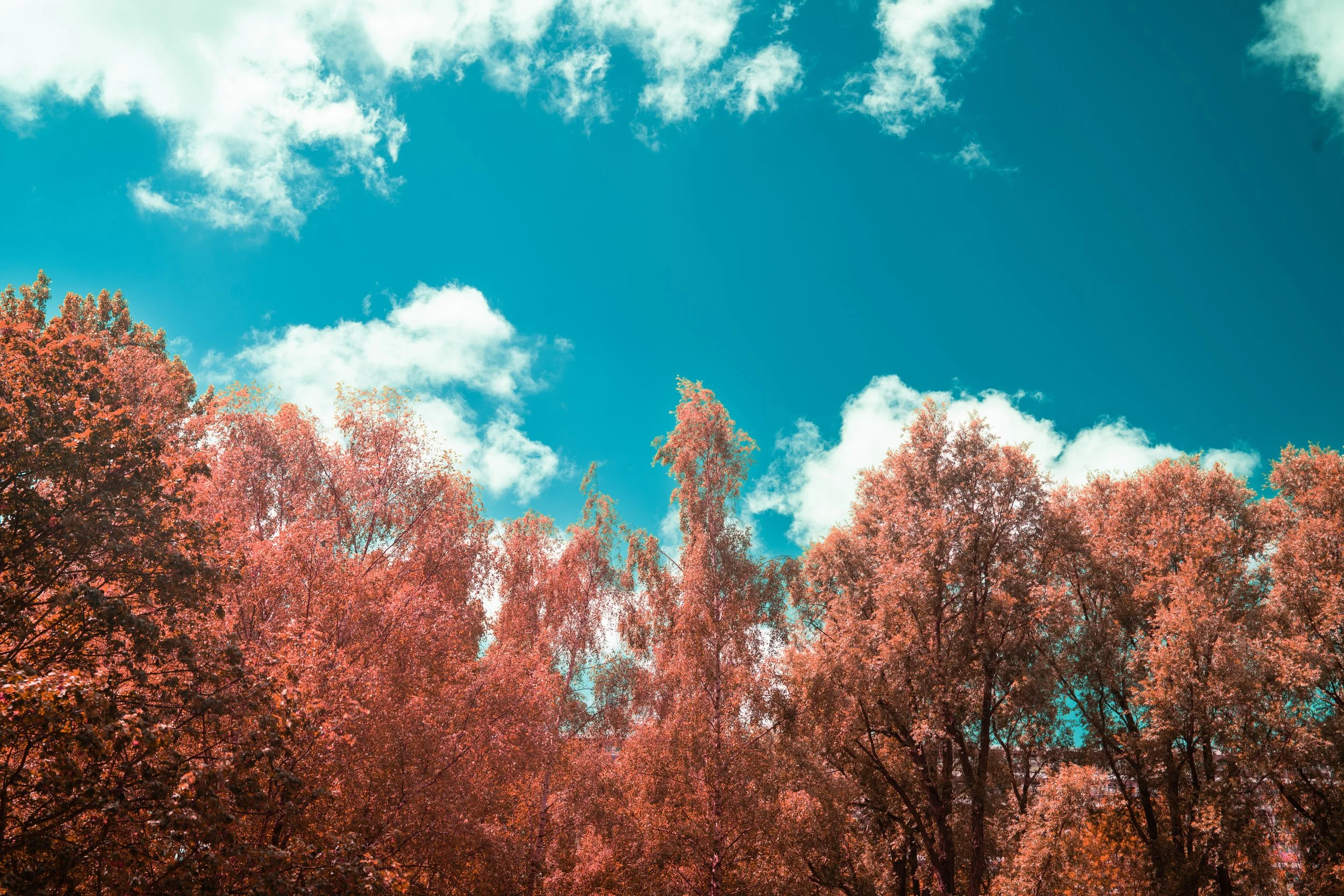 A clear blue sky with some scattered white clouds and a row of trees with pink and orange autumn leaves.