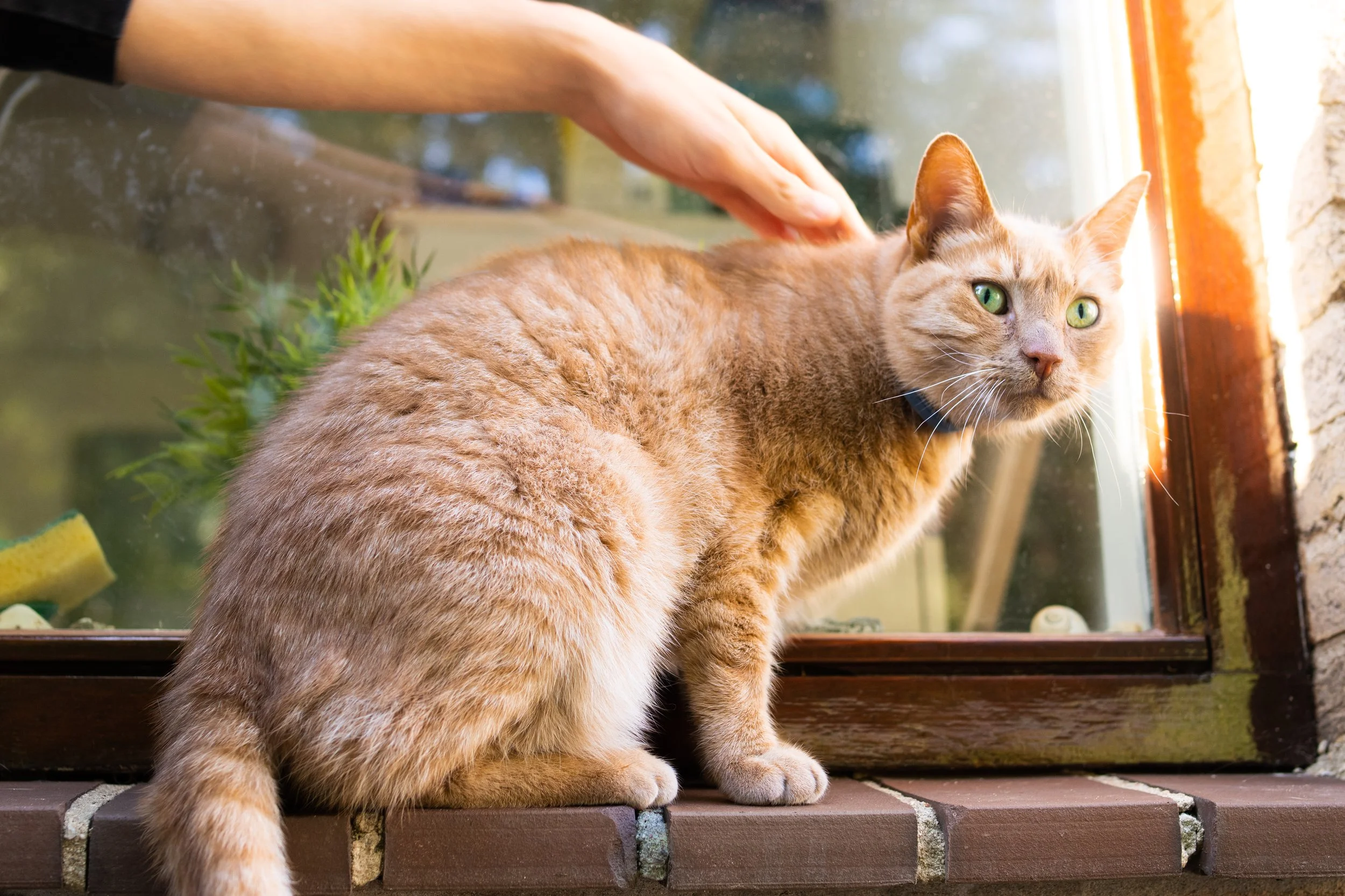 Orange tabby cat with green eyes sitting on a brick ledge by a window, being petted on the back by a person.