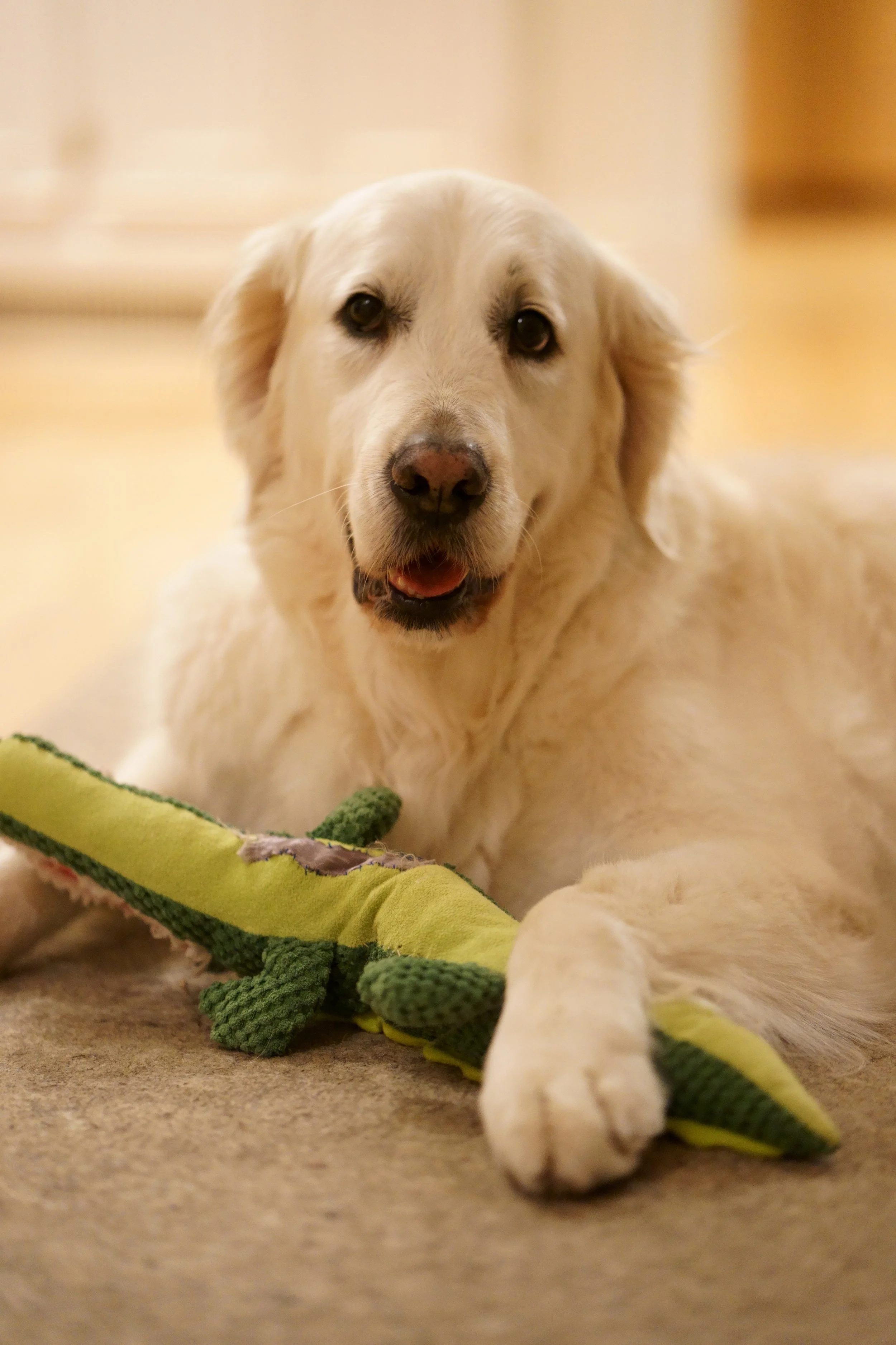Cream-colored dog lying on a carpet with a green plush lizard toy in front.