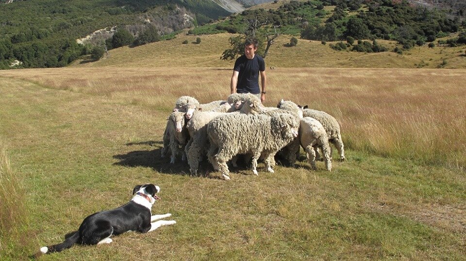 AP Wilderness lodge sheep.jpg