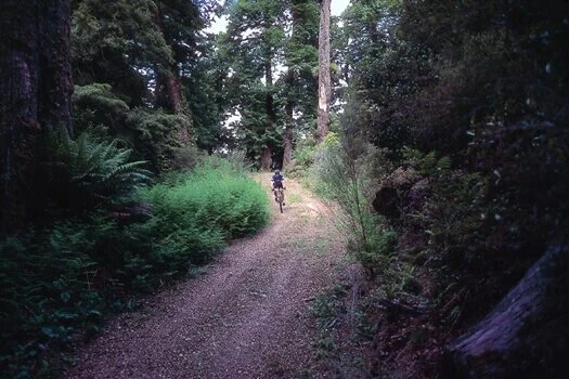 poronui_mountain_biking_trail.jpg