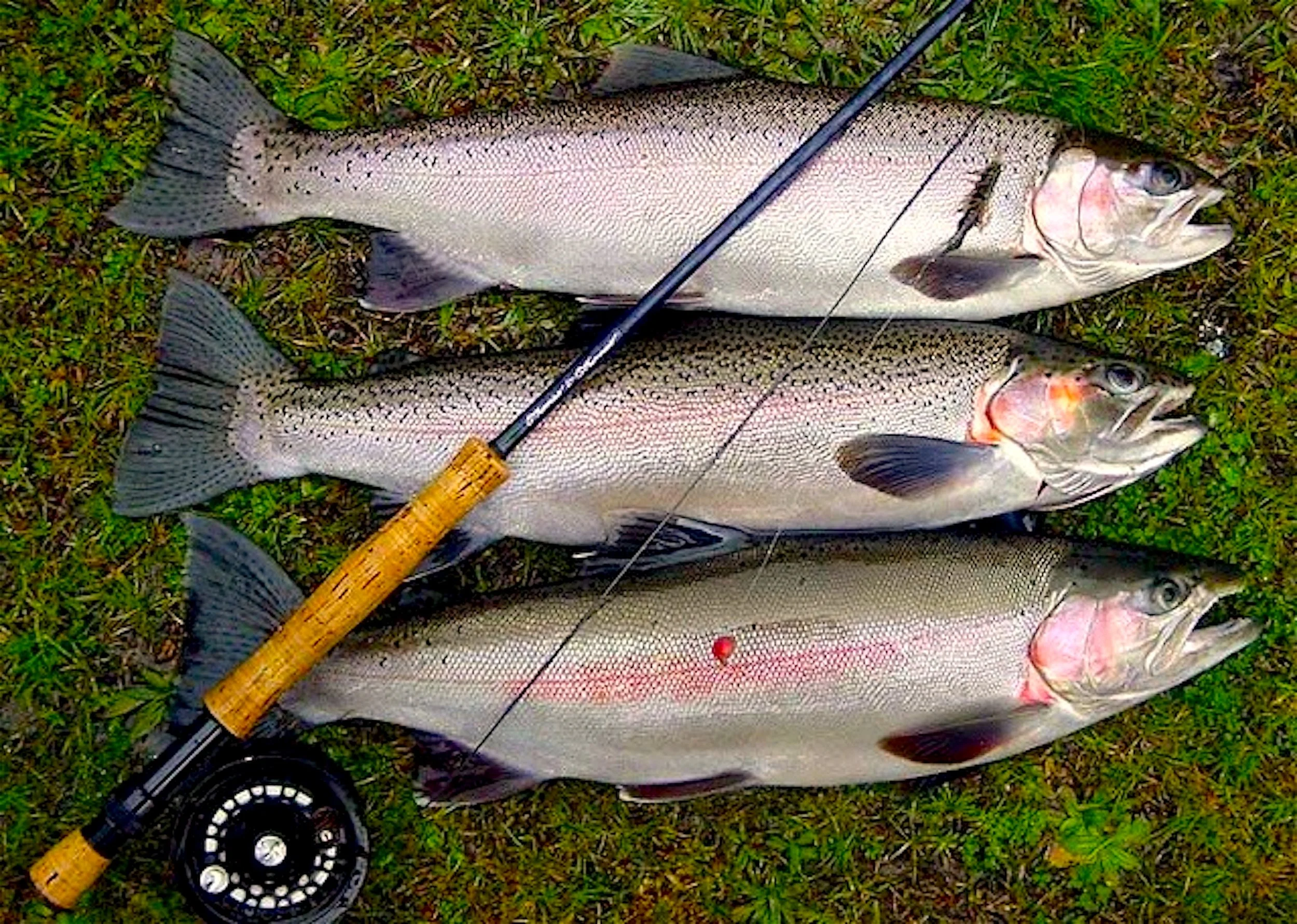 Three_rainbow_trout_website.jpg