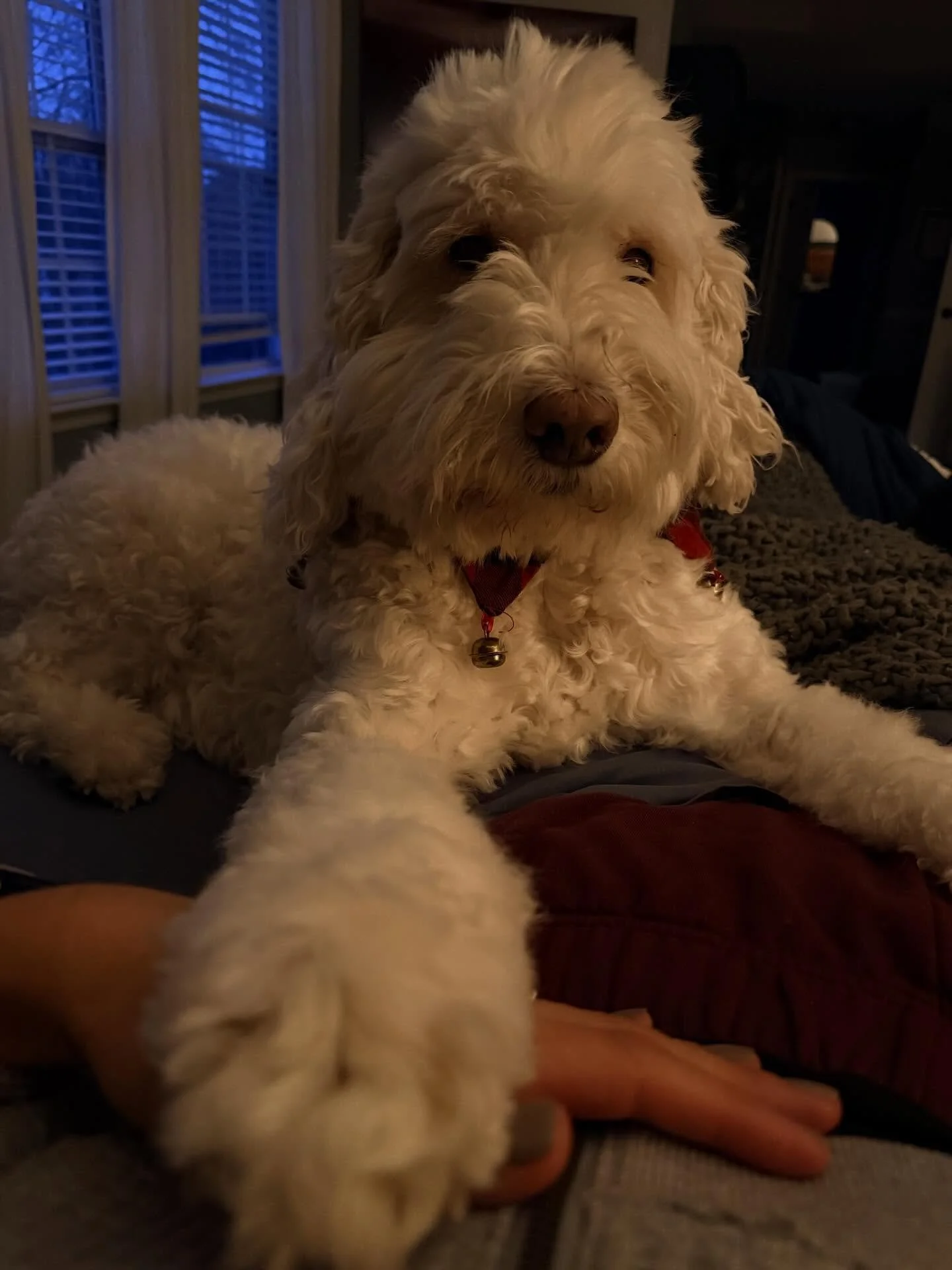 My favorite coworker and emotional support bestie, Moo Moo had a seizure on thanksgiving eve. Poorly timed and very scary!  Luckily he is fine, and apparently this happens. (But we are not chill people when it comes to our dogs.) So we&rsquo;re lovin