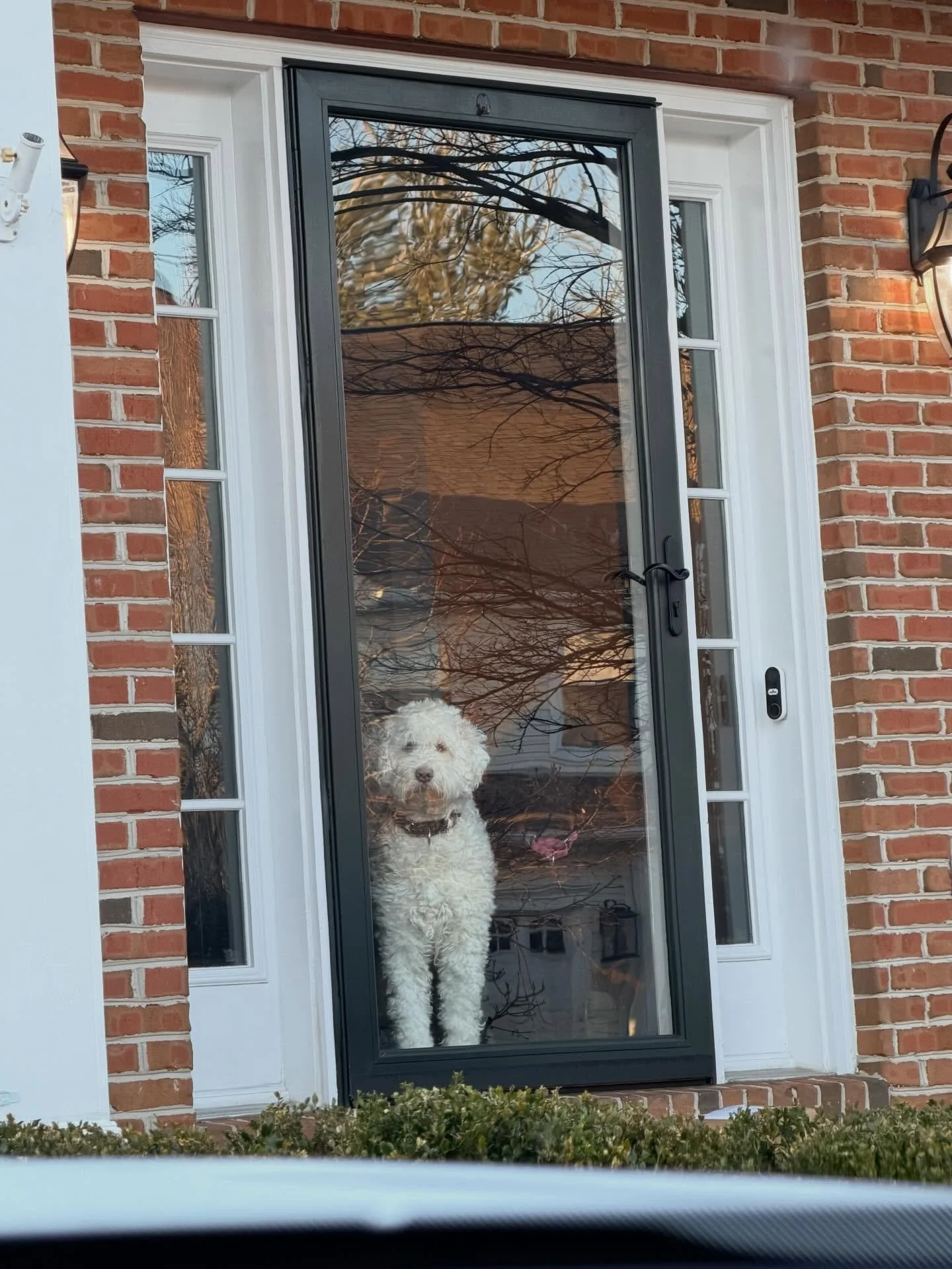 When selecting emotional support dogs for you very anxious, very neurodivergent family, be sure to select the MOST anxious, codependent dogs you can find.

When you leave for a bagel, they are sure you&rsquo;re never coming home. 

Do they calm your 