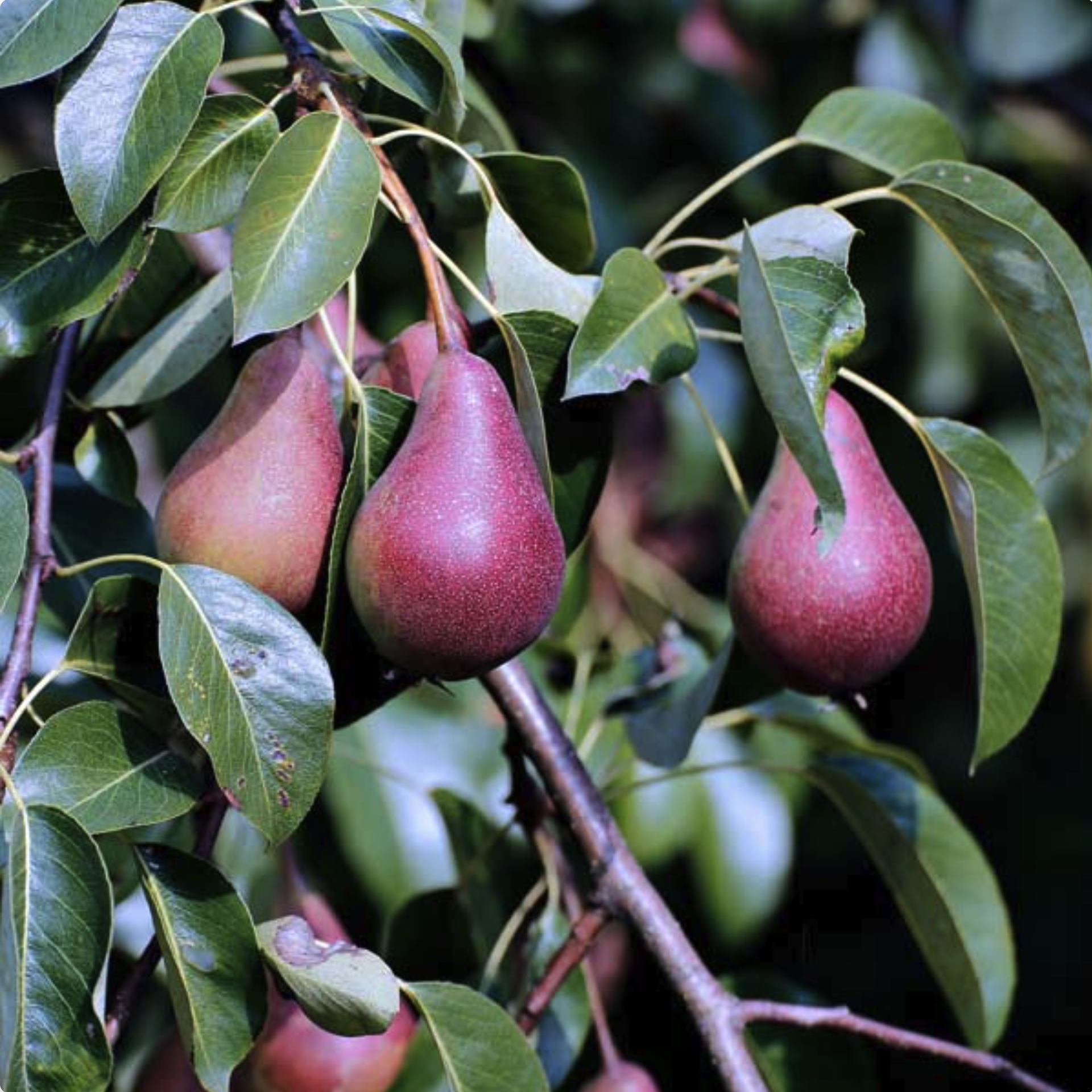 Door County Pears