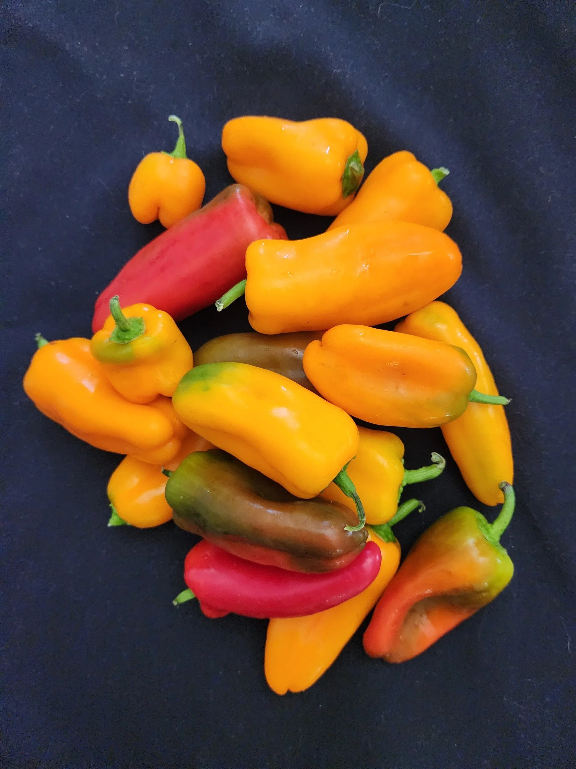 Organic Mini Sweet Peppers
