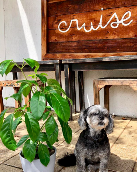 Cruise Espresso - Freshwater NSW