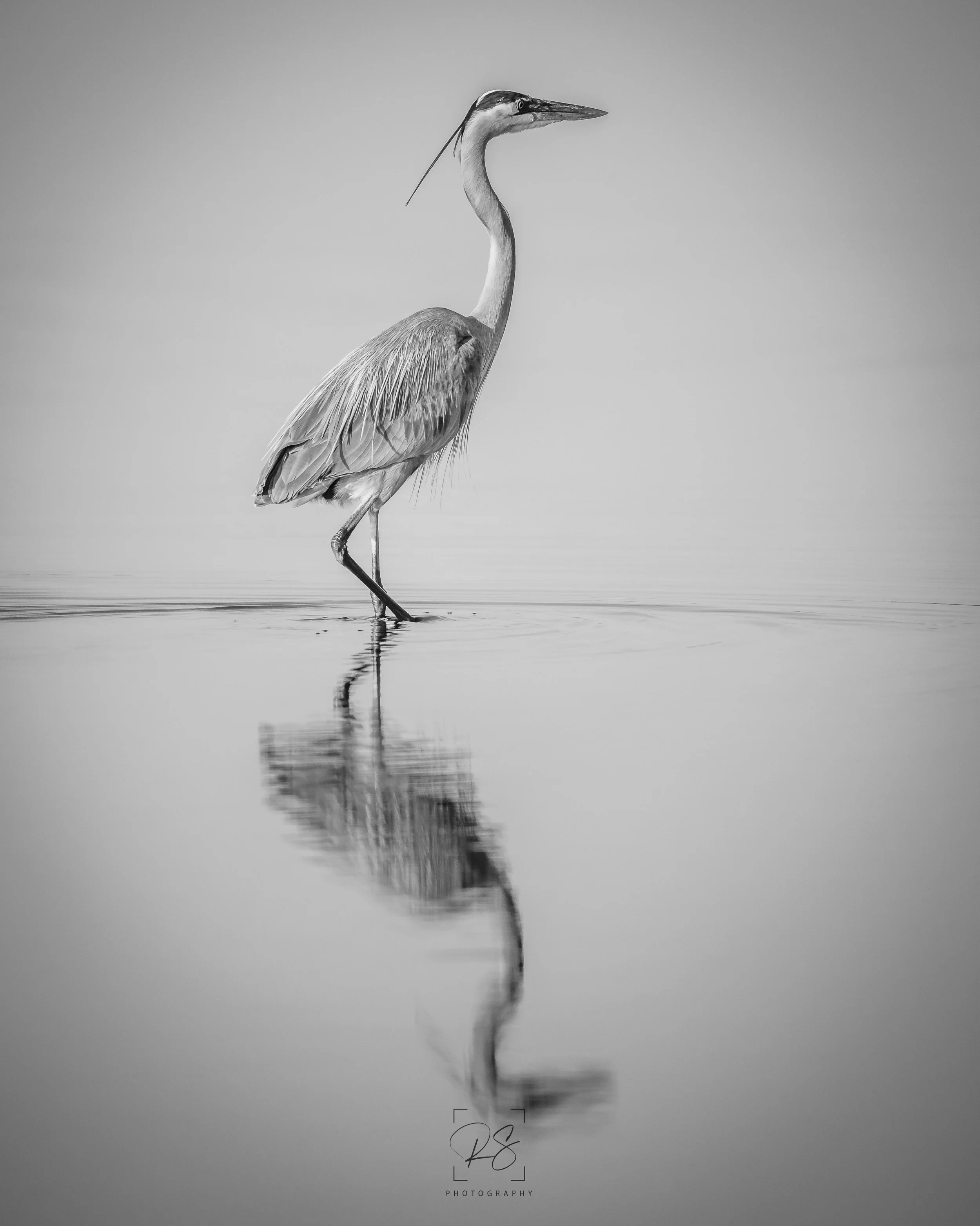 BlueHeronBnW.jpg