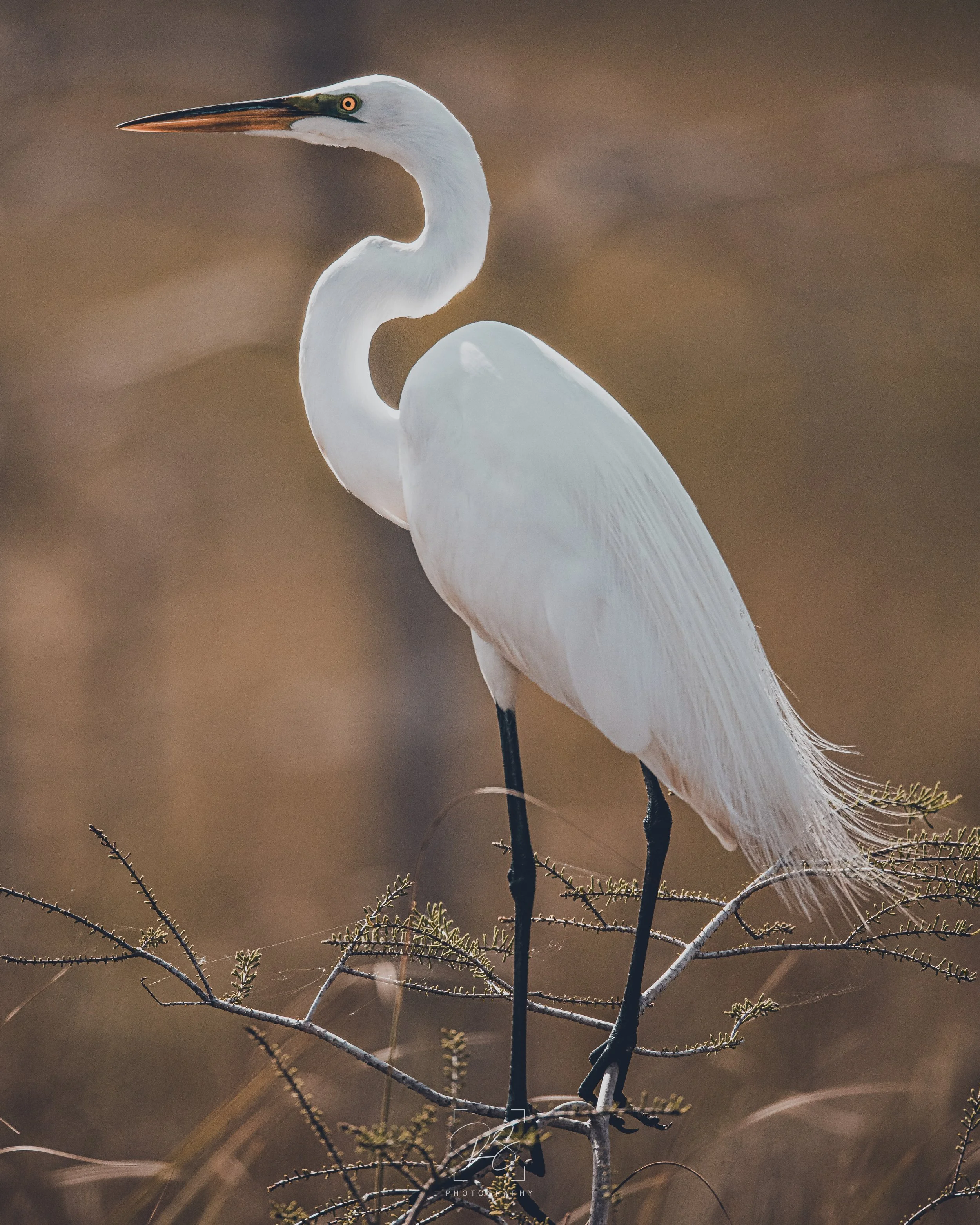 EgretFull.jpg