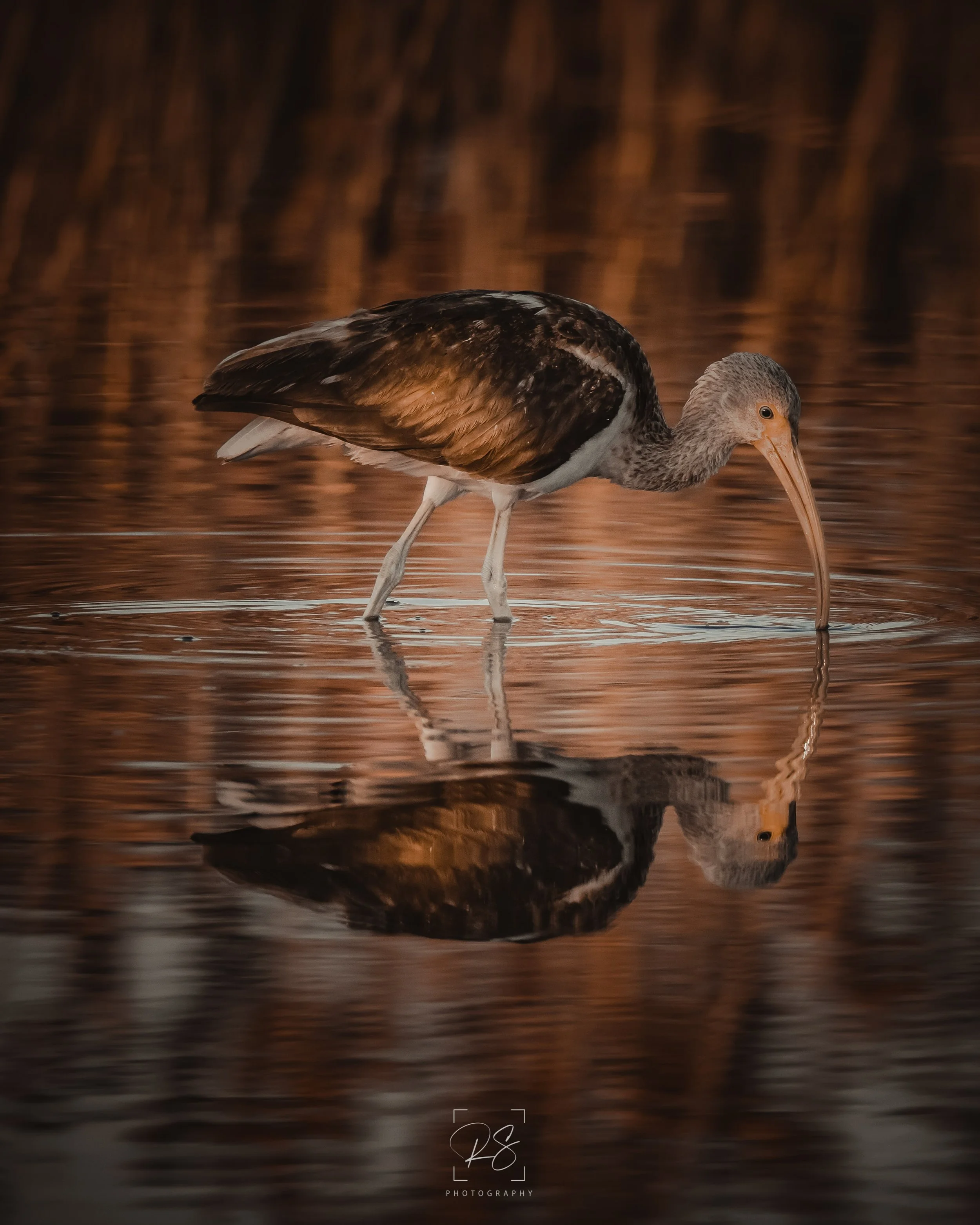 Ibis.jpg