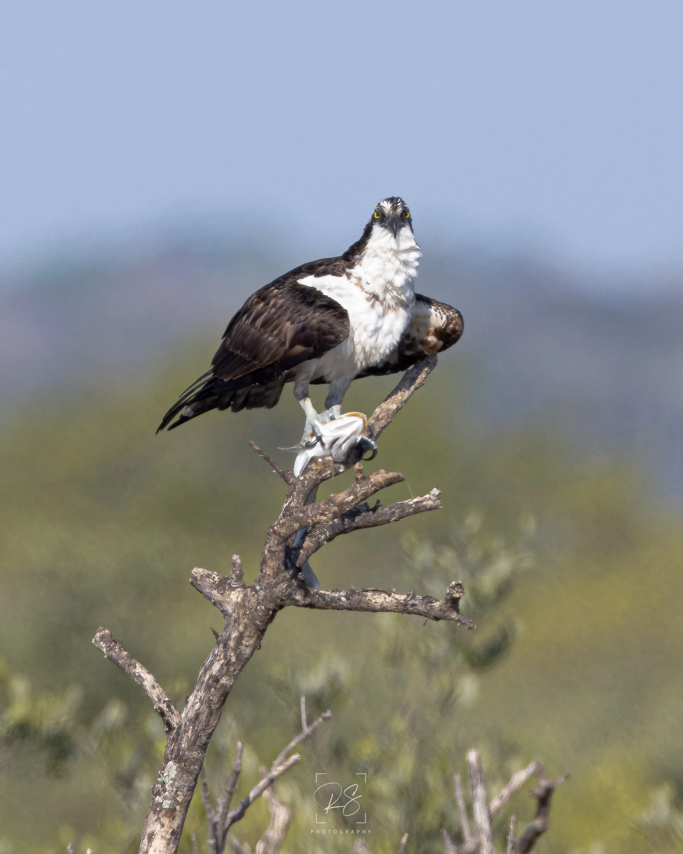 OspreyStaredown.jpg