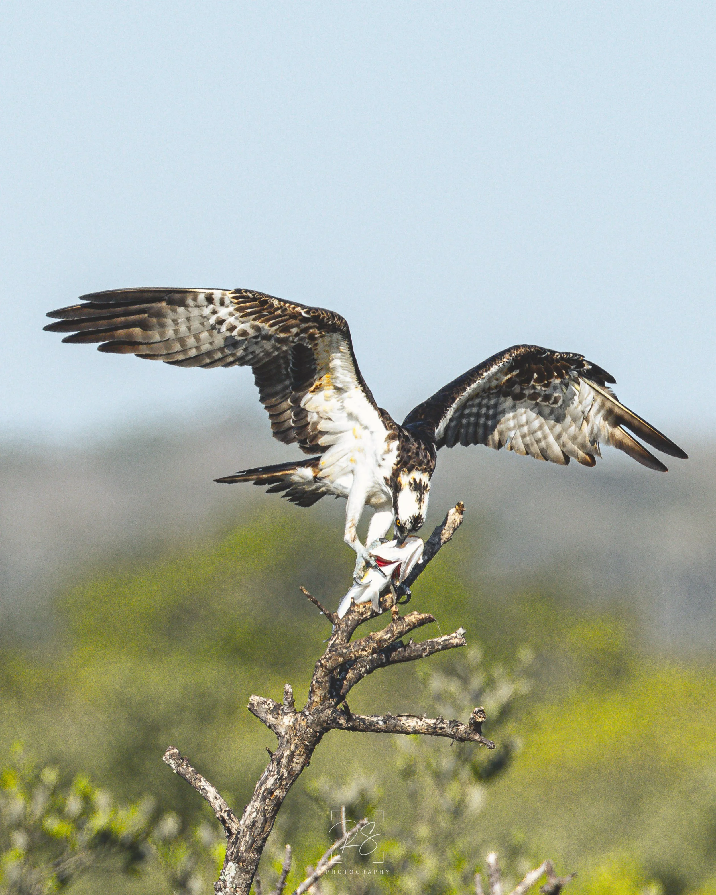 OspreyWingspan.jpg