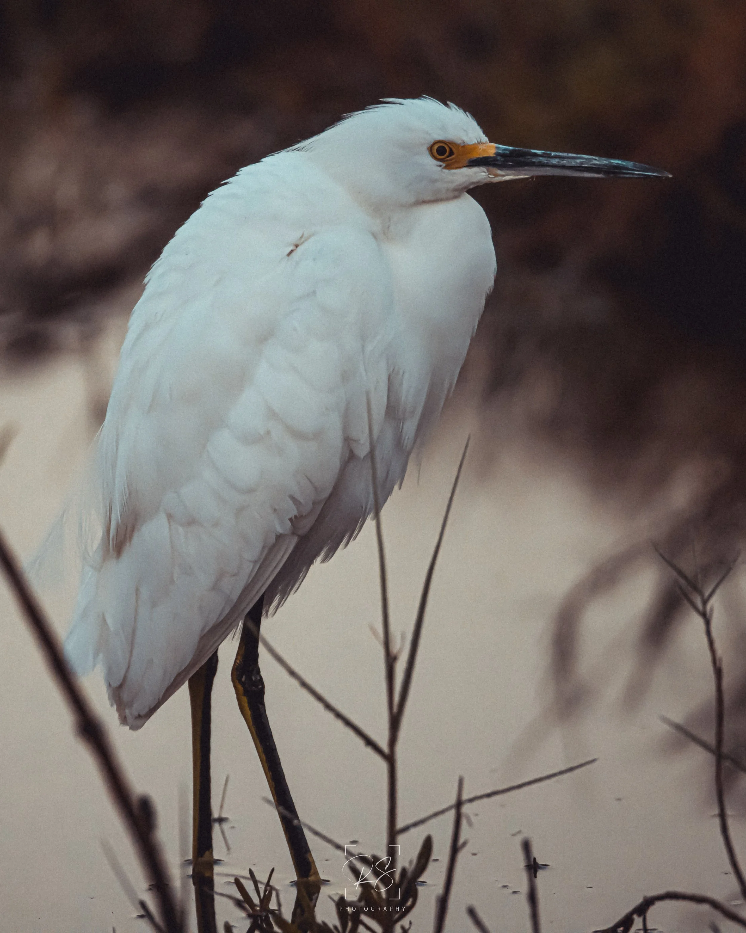 SnowyEgret1.jpg