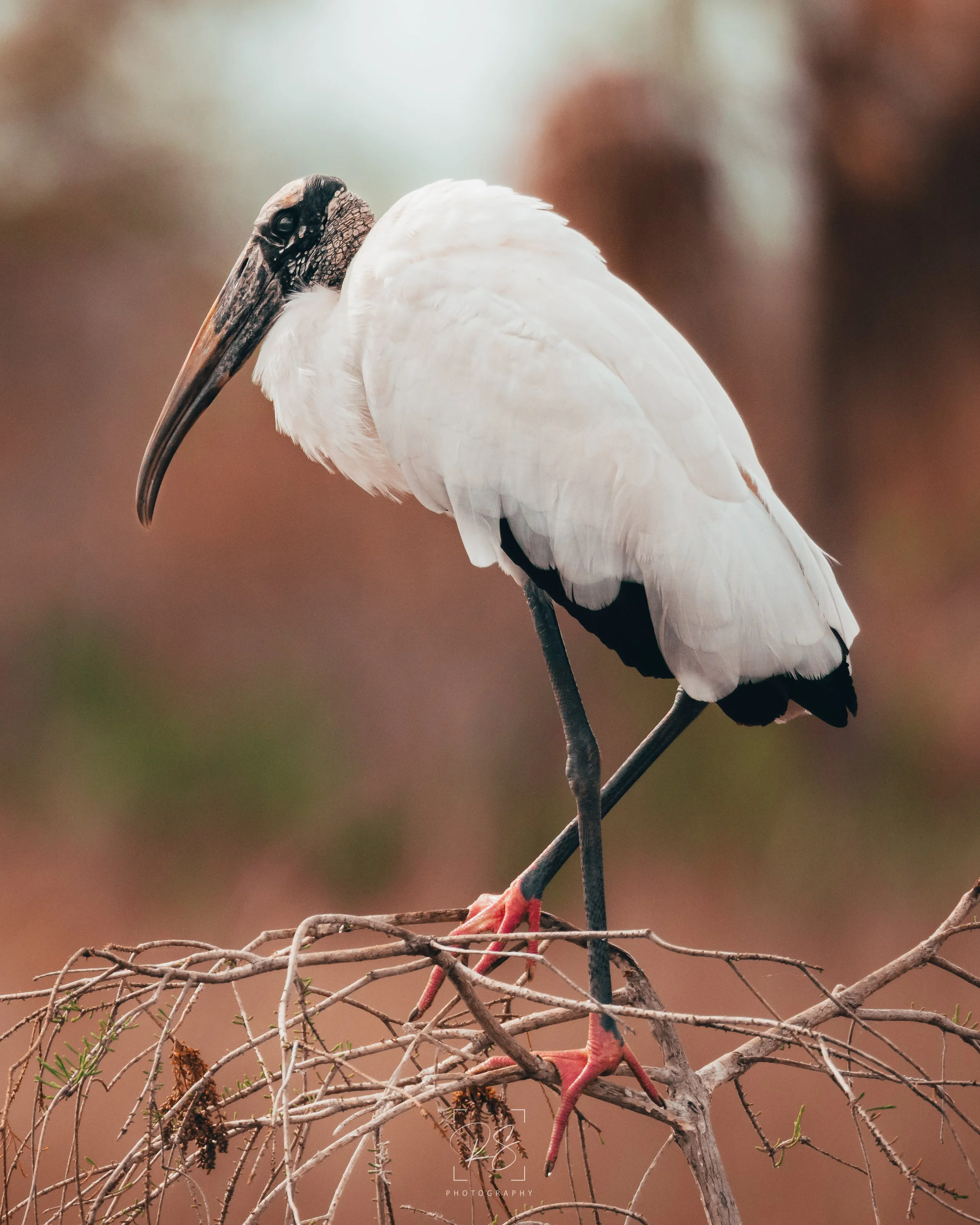WoodStork.jpg