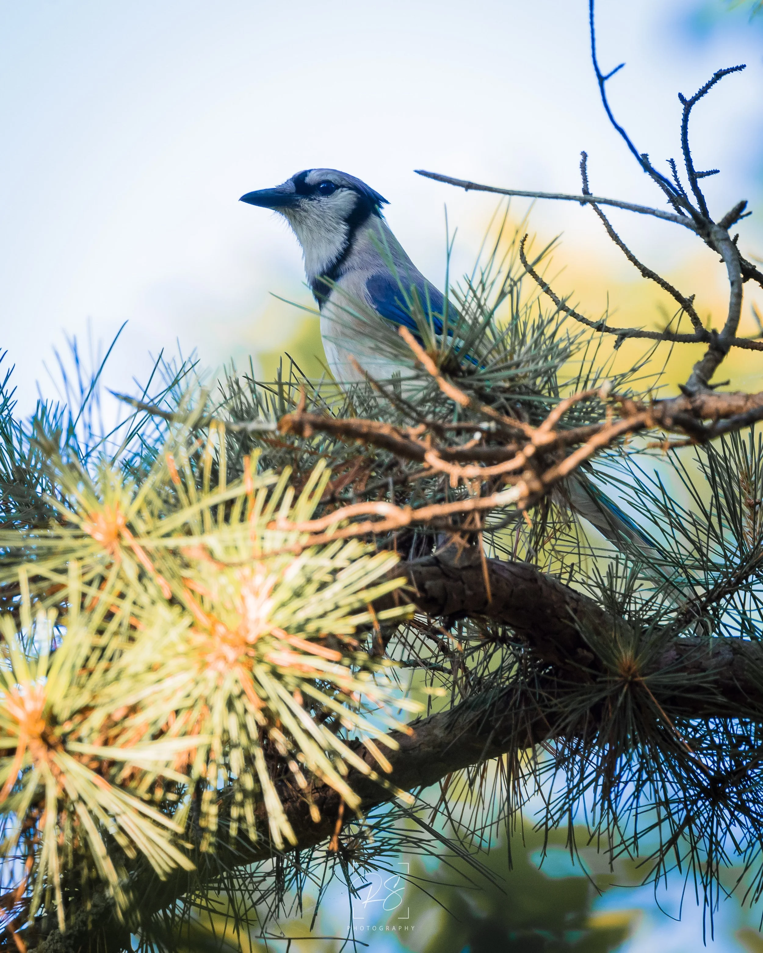 BlueJay.jpg