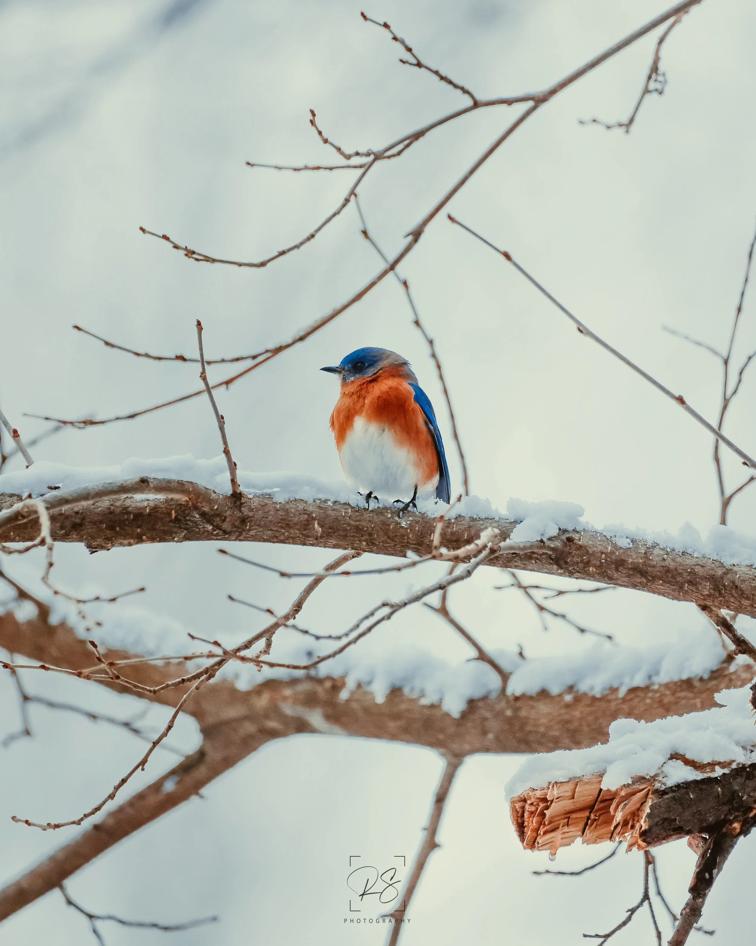BluebirdSnow.jpg