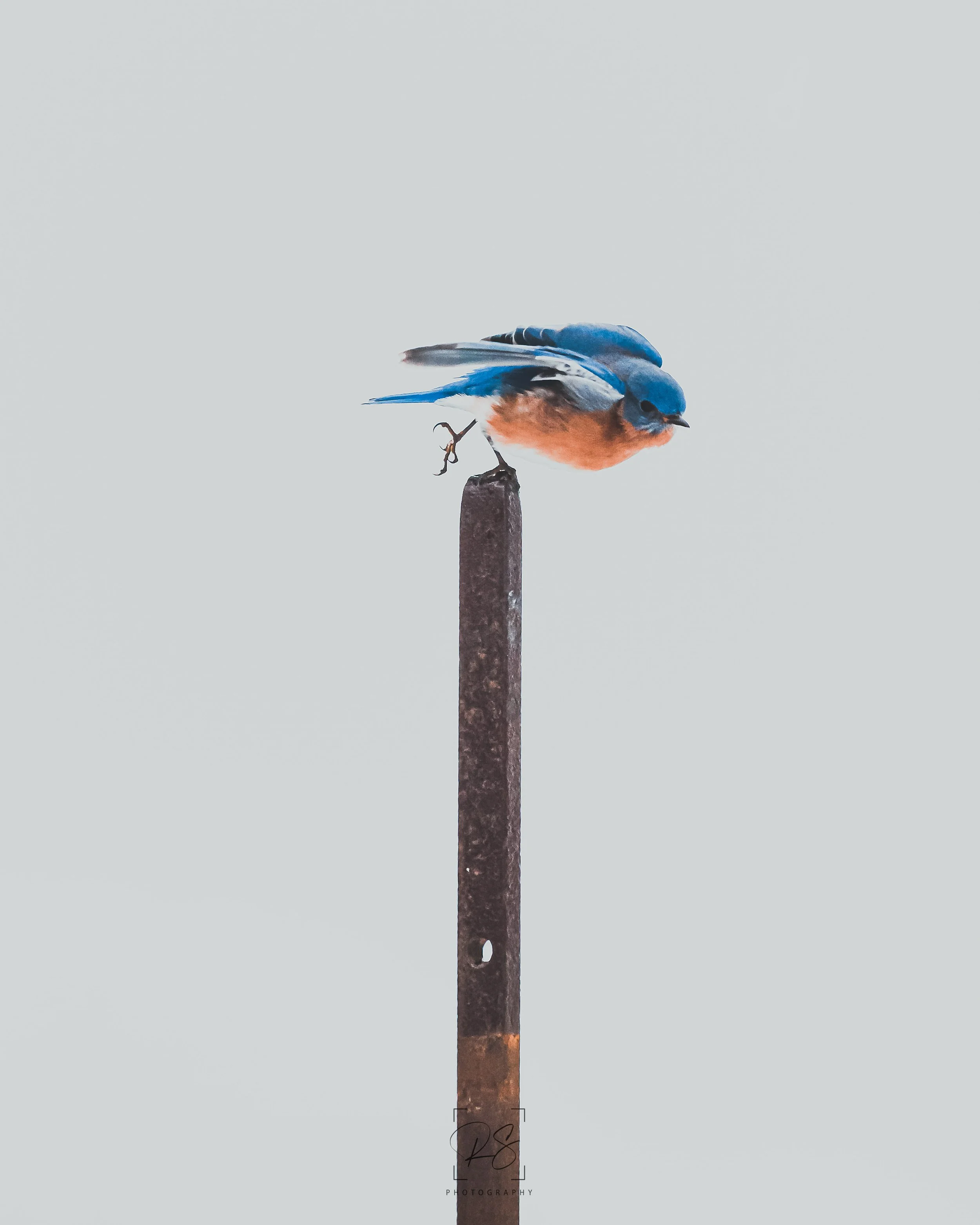 BluebirdLaunch.jpg