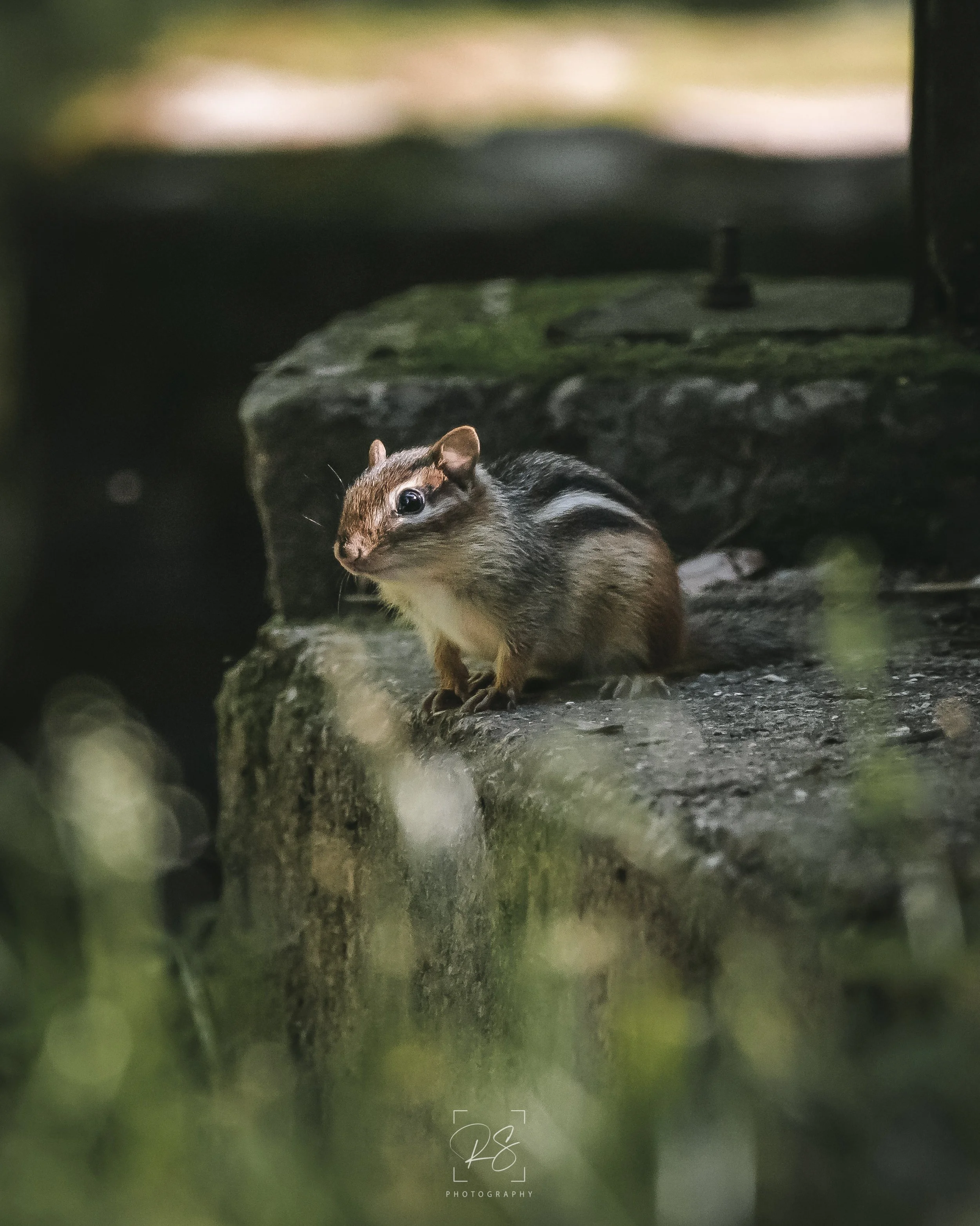 Chipmunk.jpg