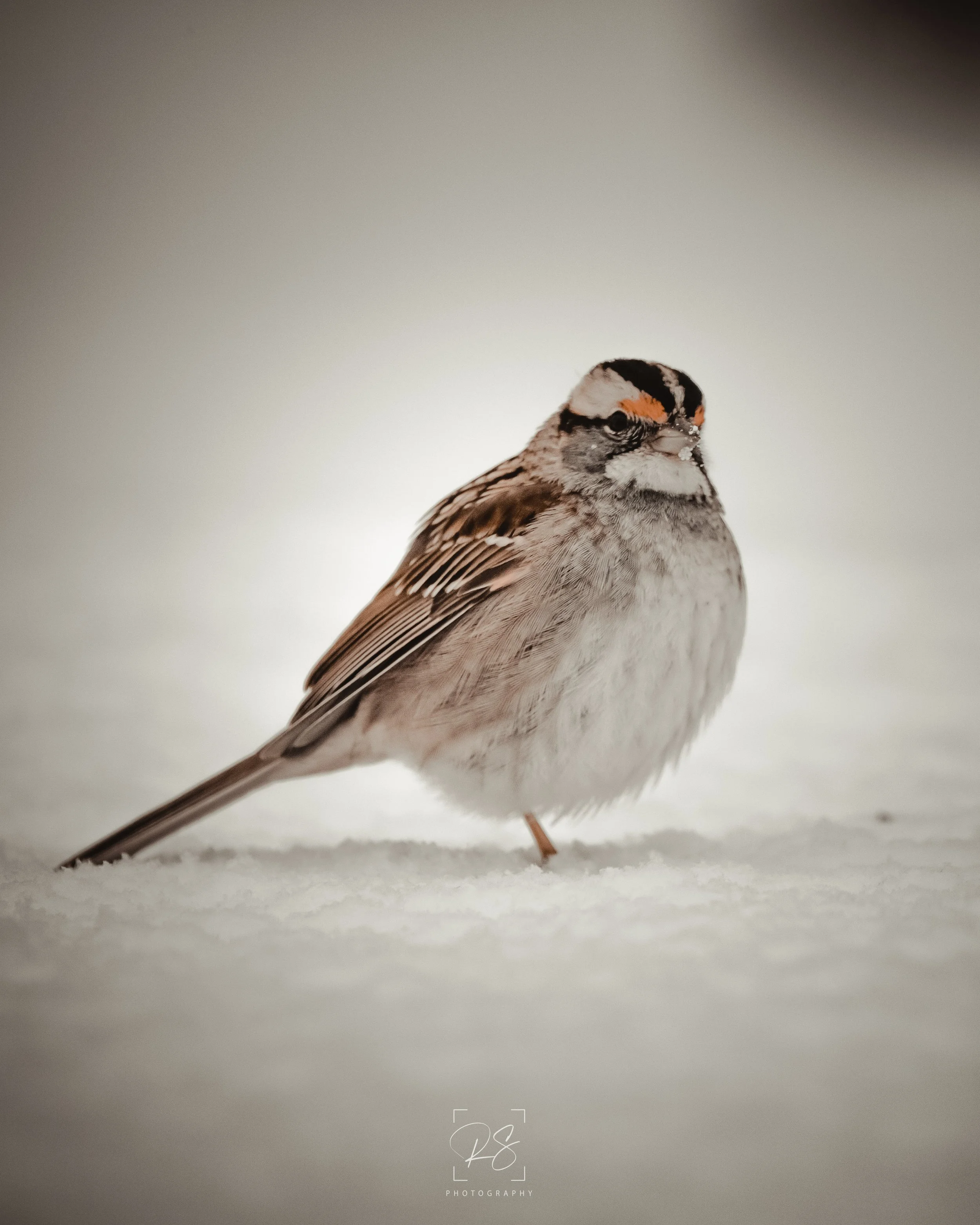 BBirdPortrait.jpg