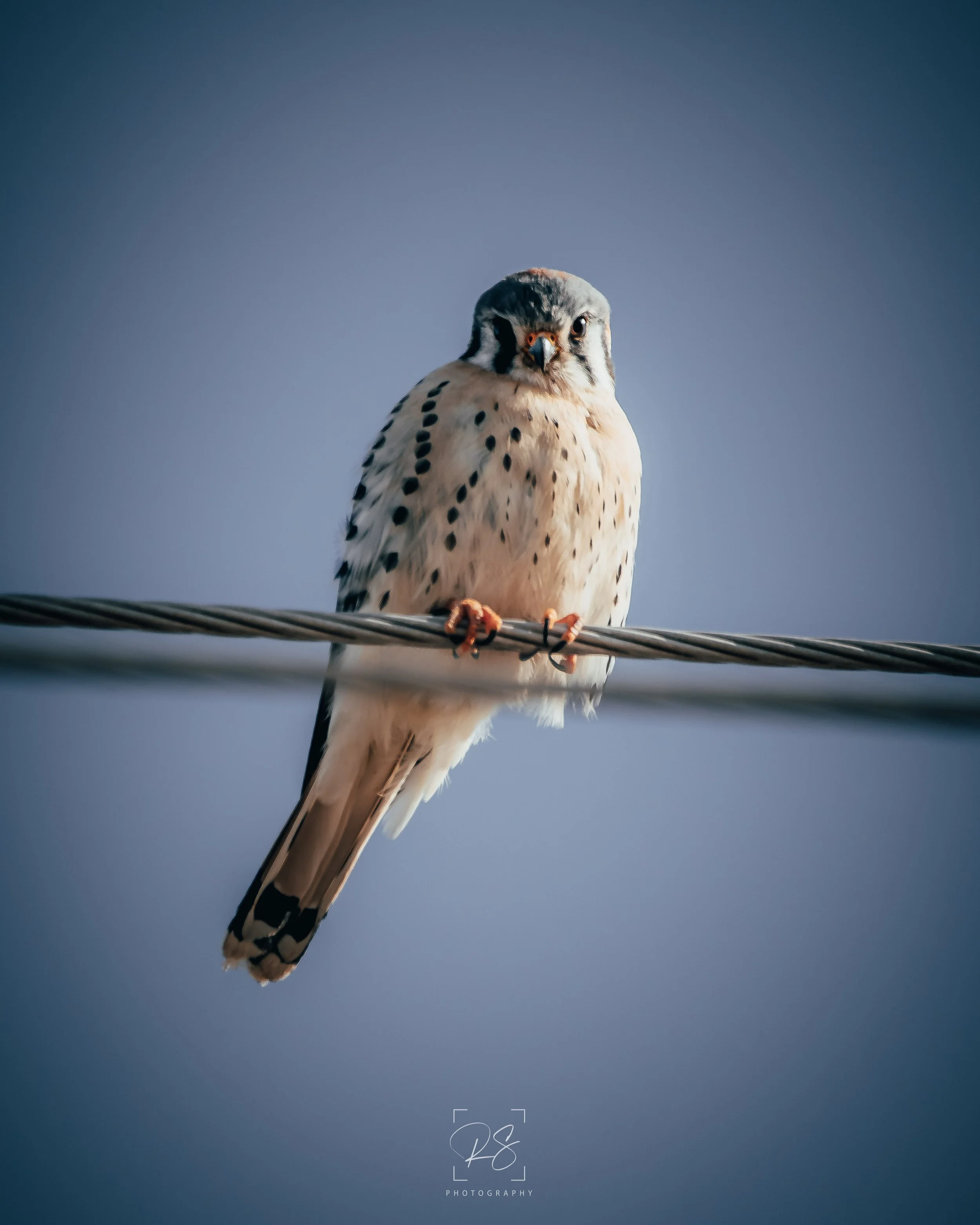Kestrel.jpg