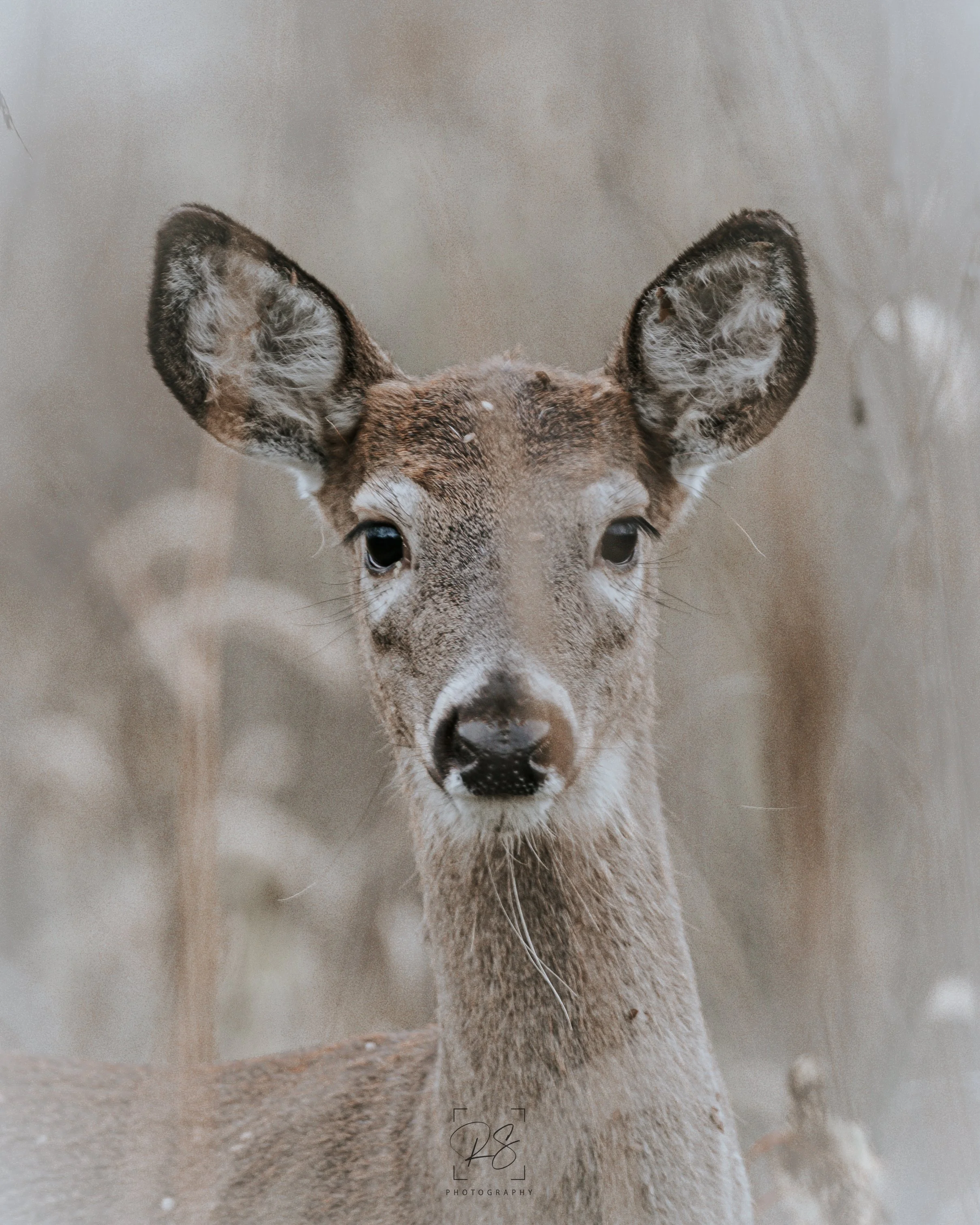 OhDeer.jpg