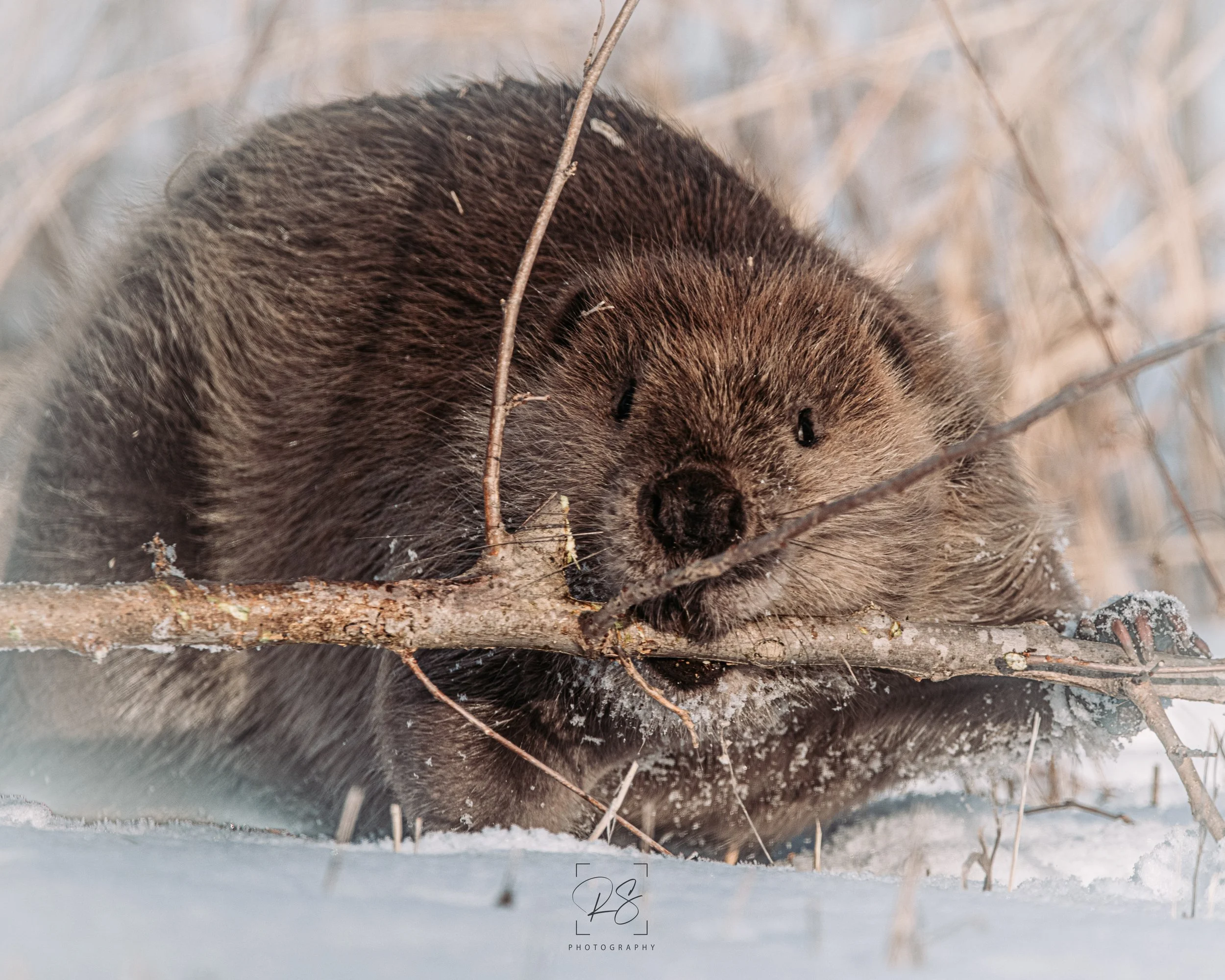 MrBeaver3.jpg