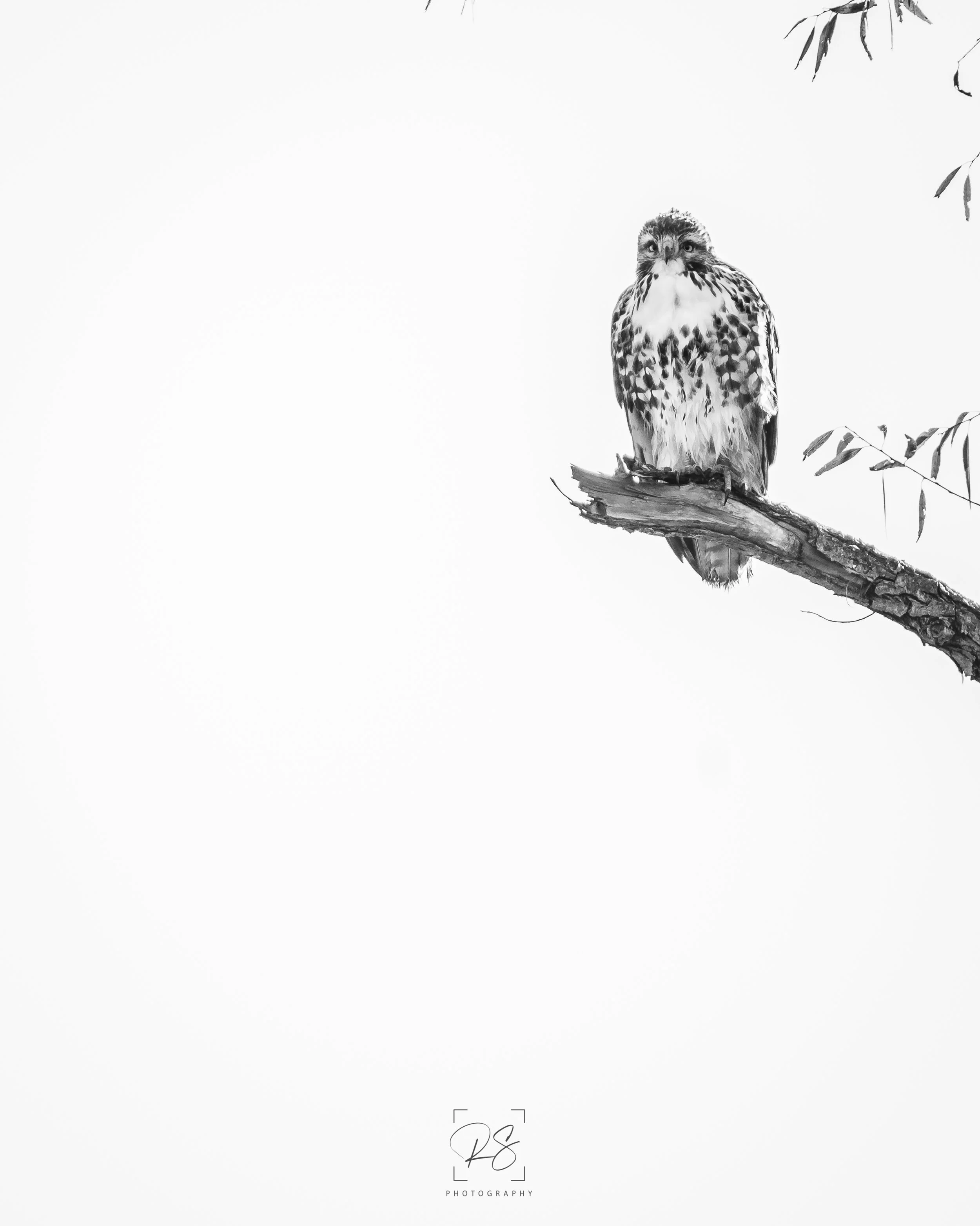 RedTailBnW.jpg
