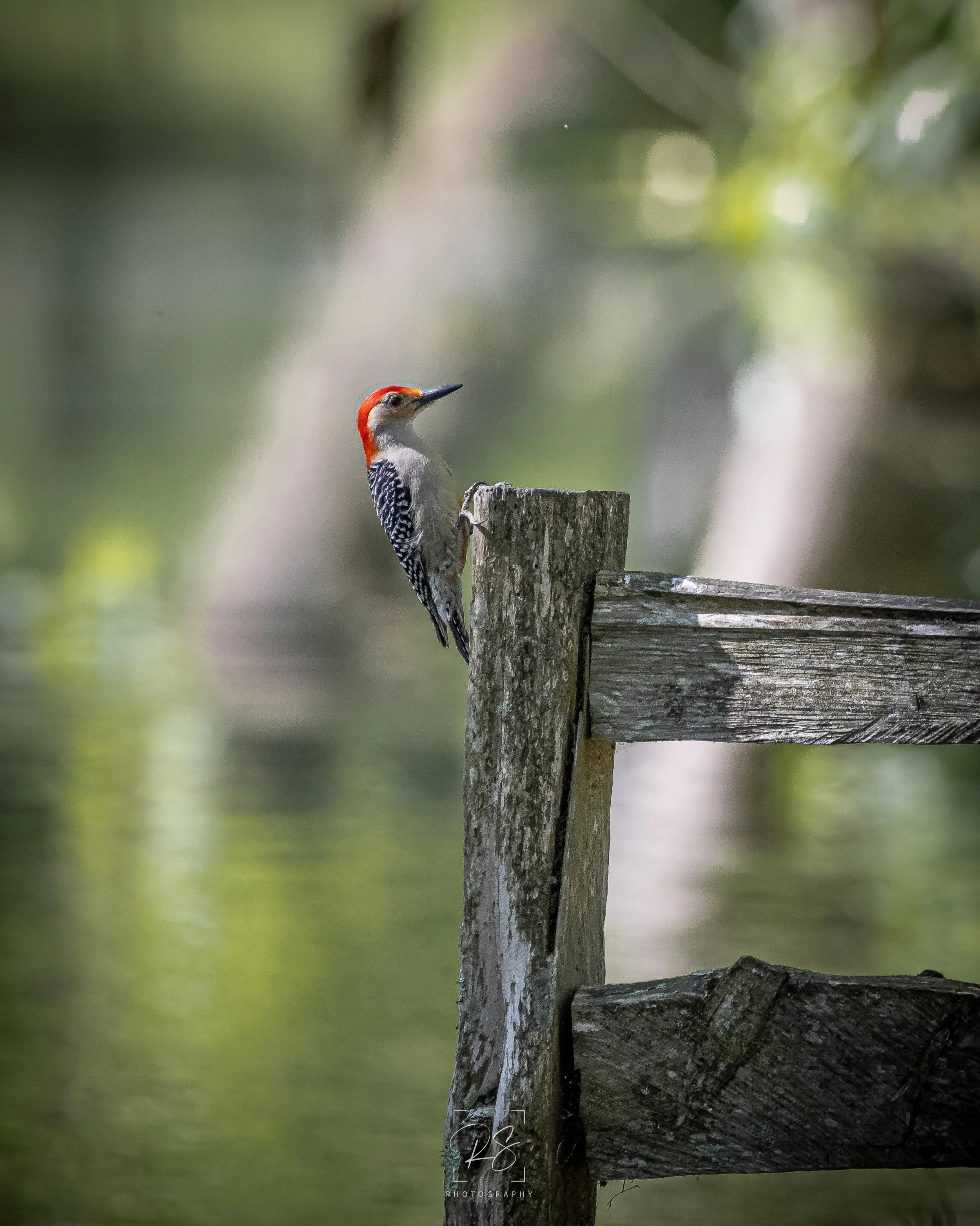 Woodpecker.jpg