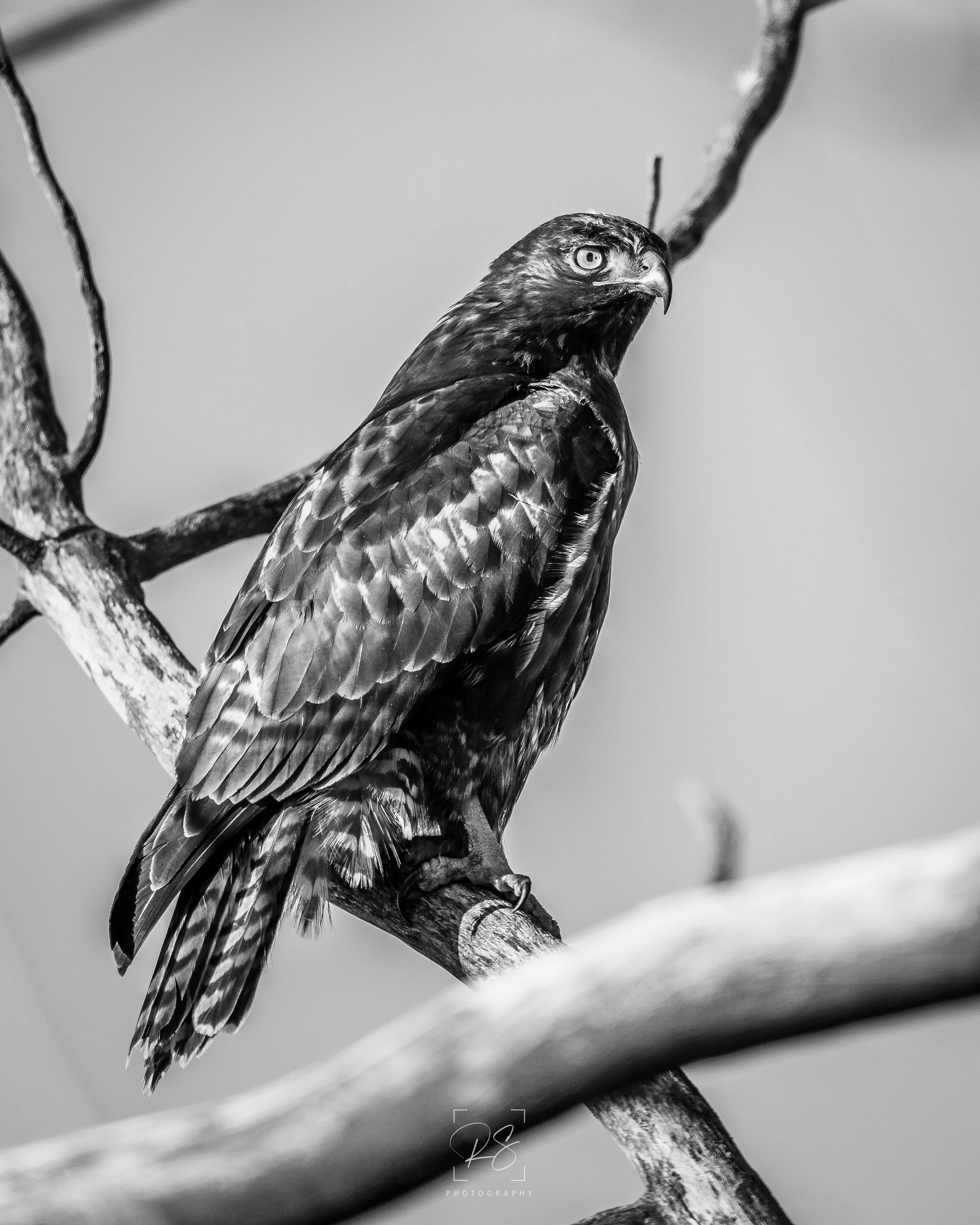 HawkBnW.jpg