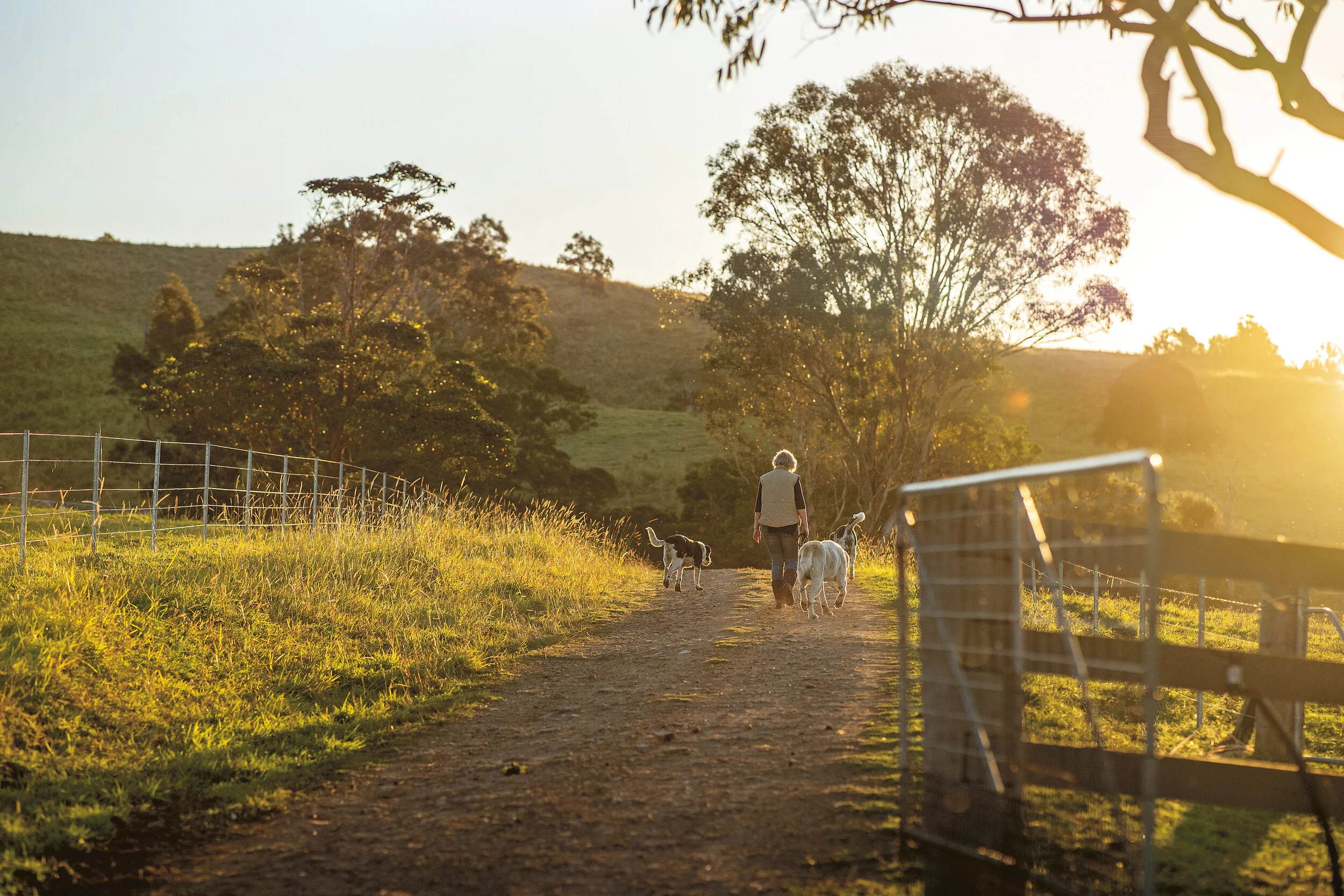 A Radically Different Dairy Farm