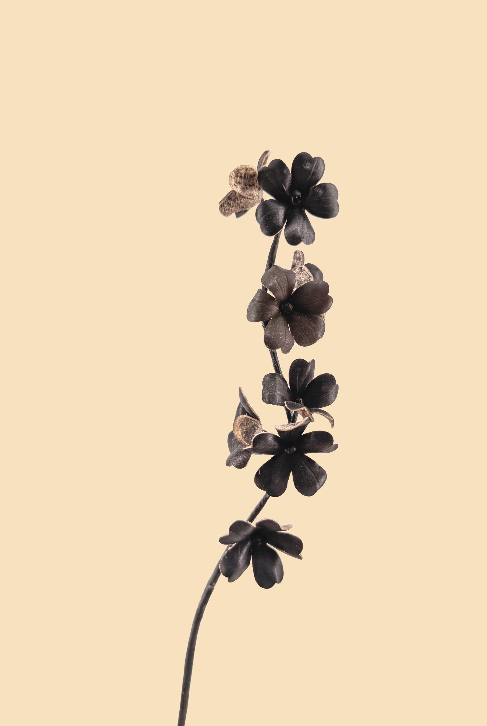 ciliegio+black+dett..png